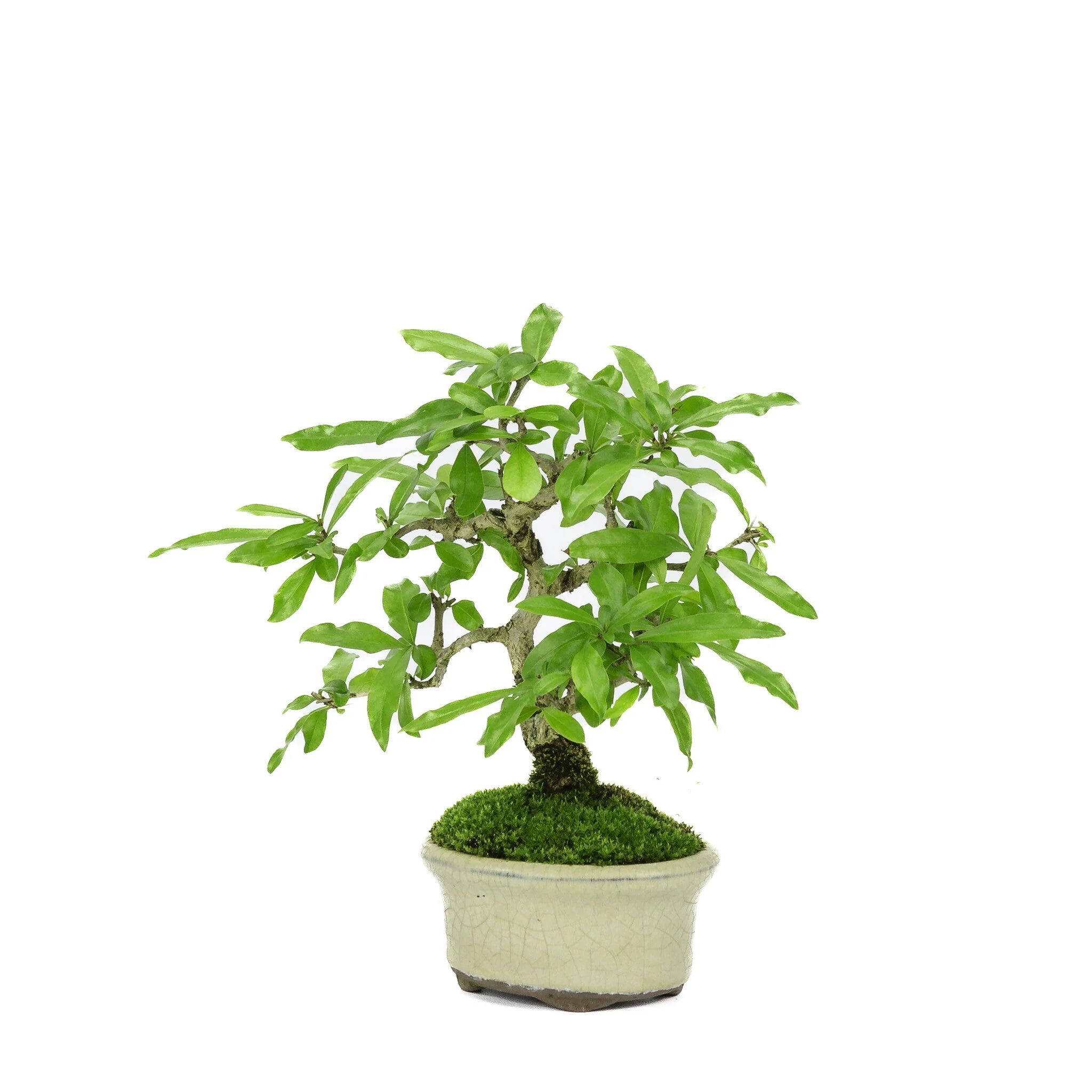 Shohin Punica Granatum creme ovale pot ~10cm, hoogte ~19cm - Image 5