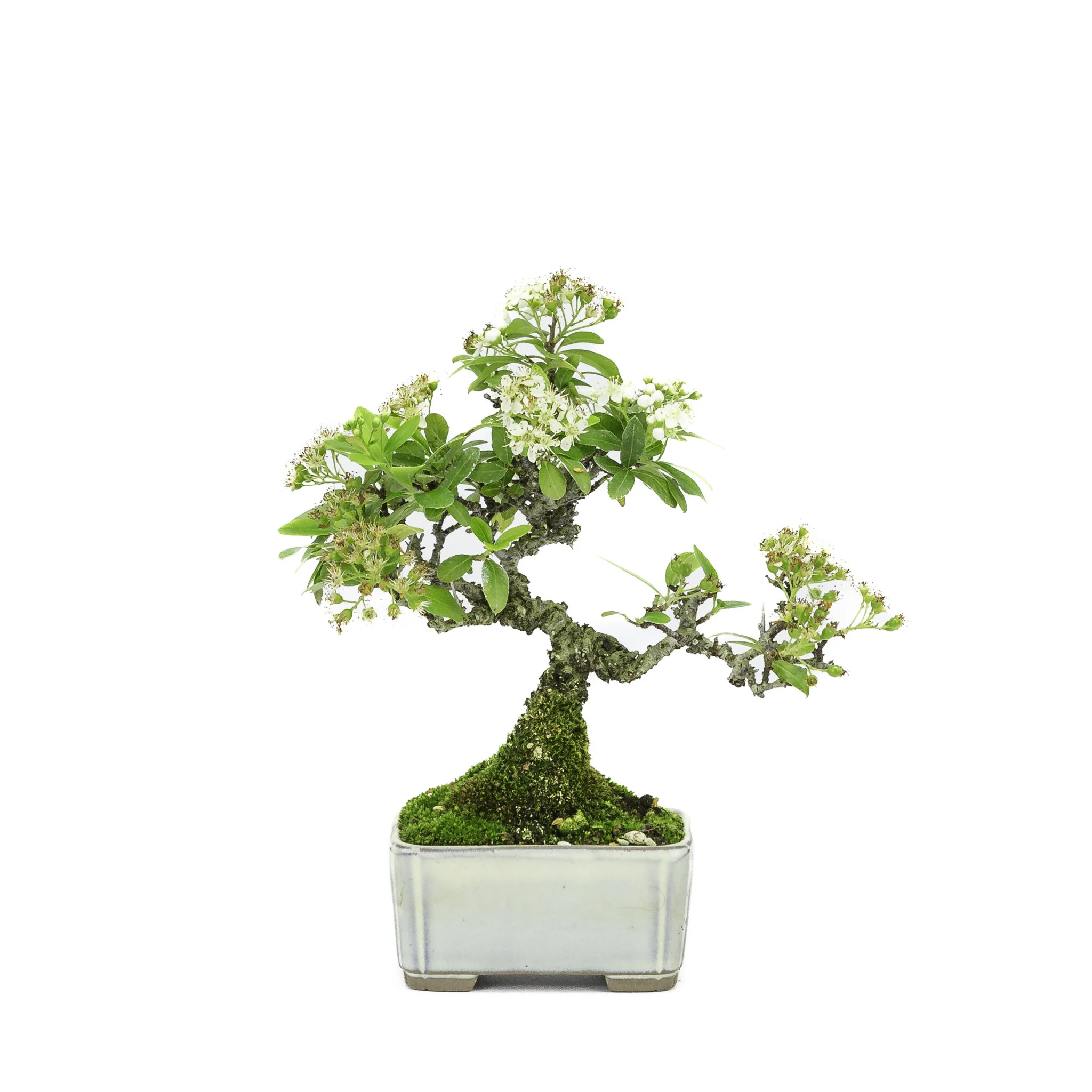 Pyracantha creme rechthoekige pot 8.5cm, hoogte ~20cm