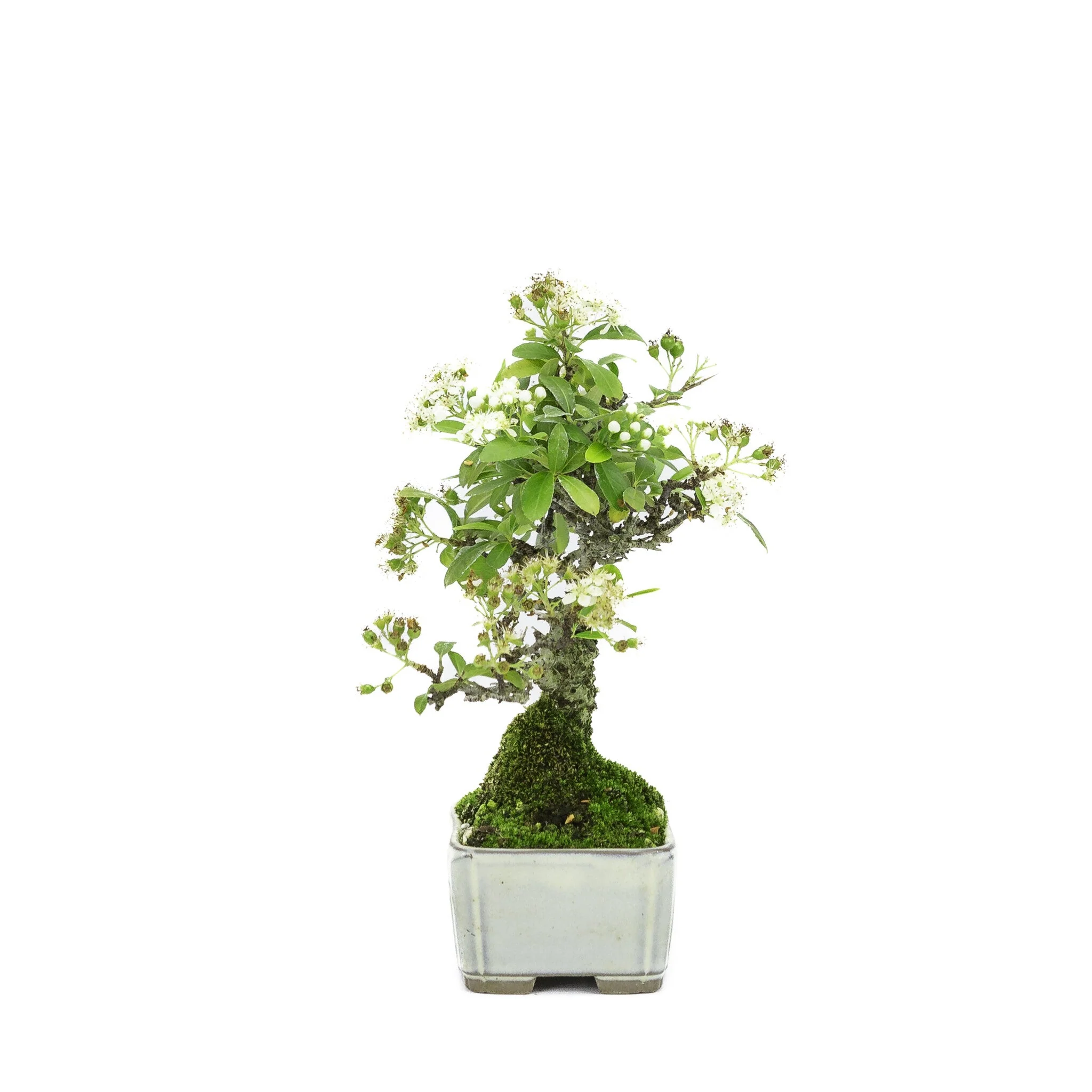 Pyracantha creme rechthoekige pot 8.5cm, hoogte ~20cm - Image 2