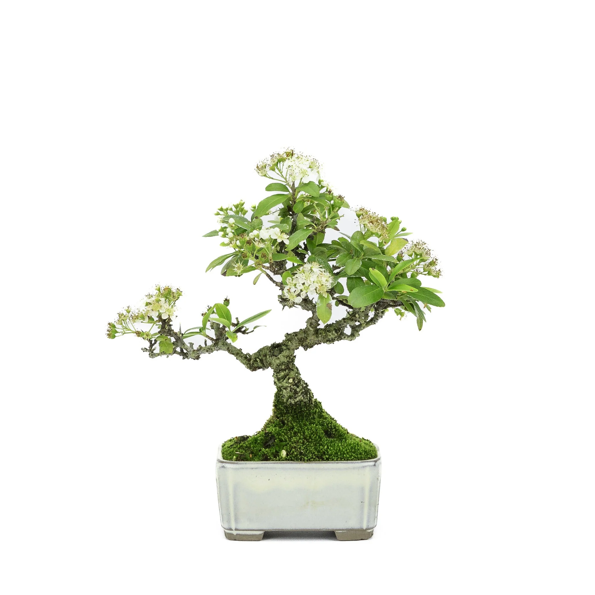 Pyracantha creme rechthoekige pot 8.5cm, hoogte ~20cm - Image 3