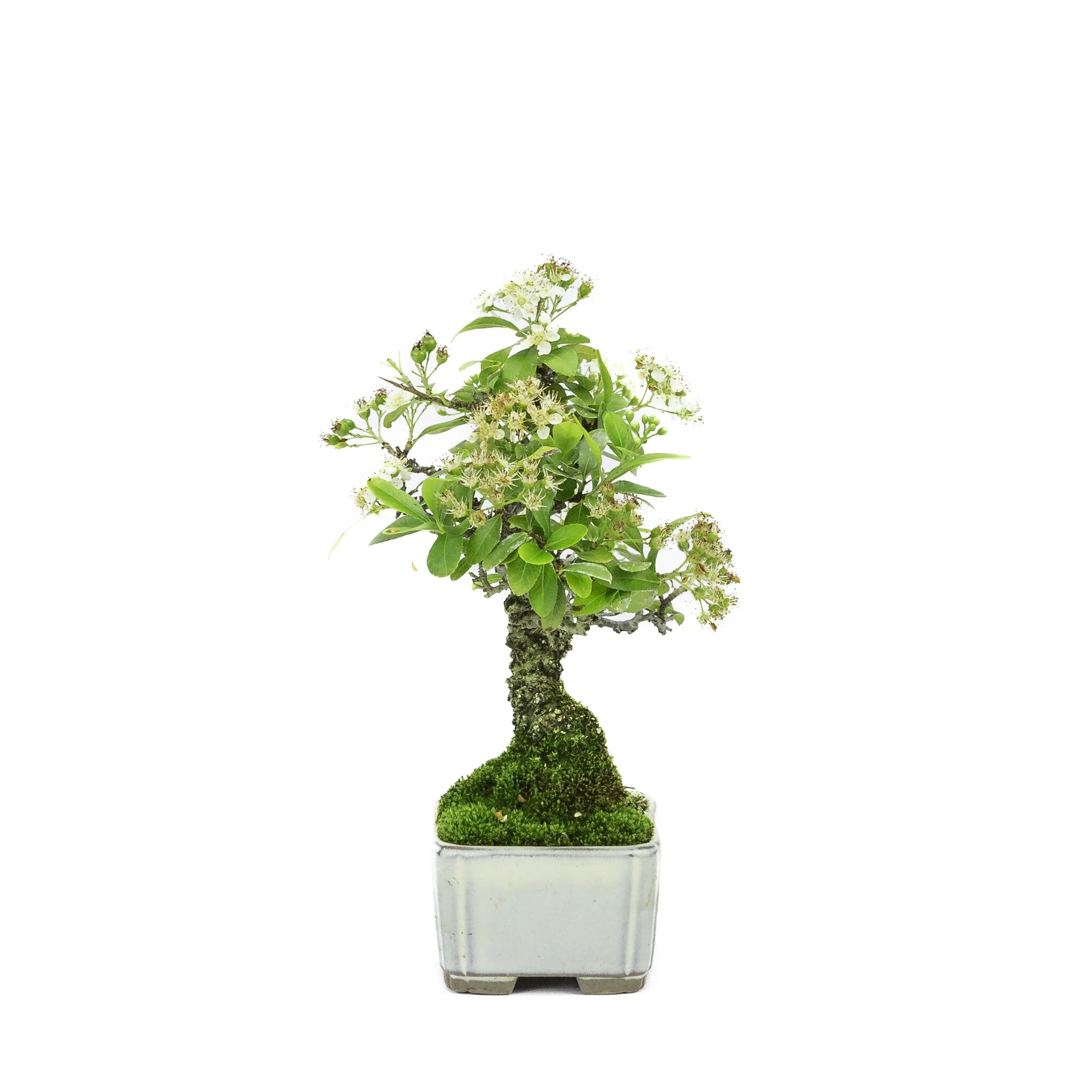 Pyracantha creme rechthoekige pot 8.5cm, hoogte ~20cm - Image 4