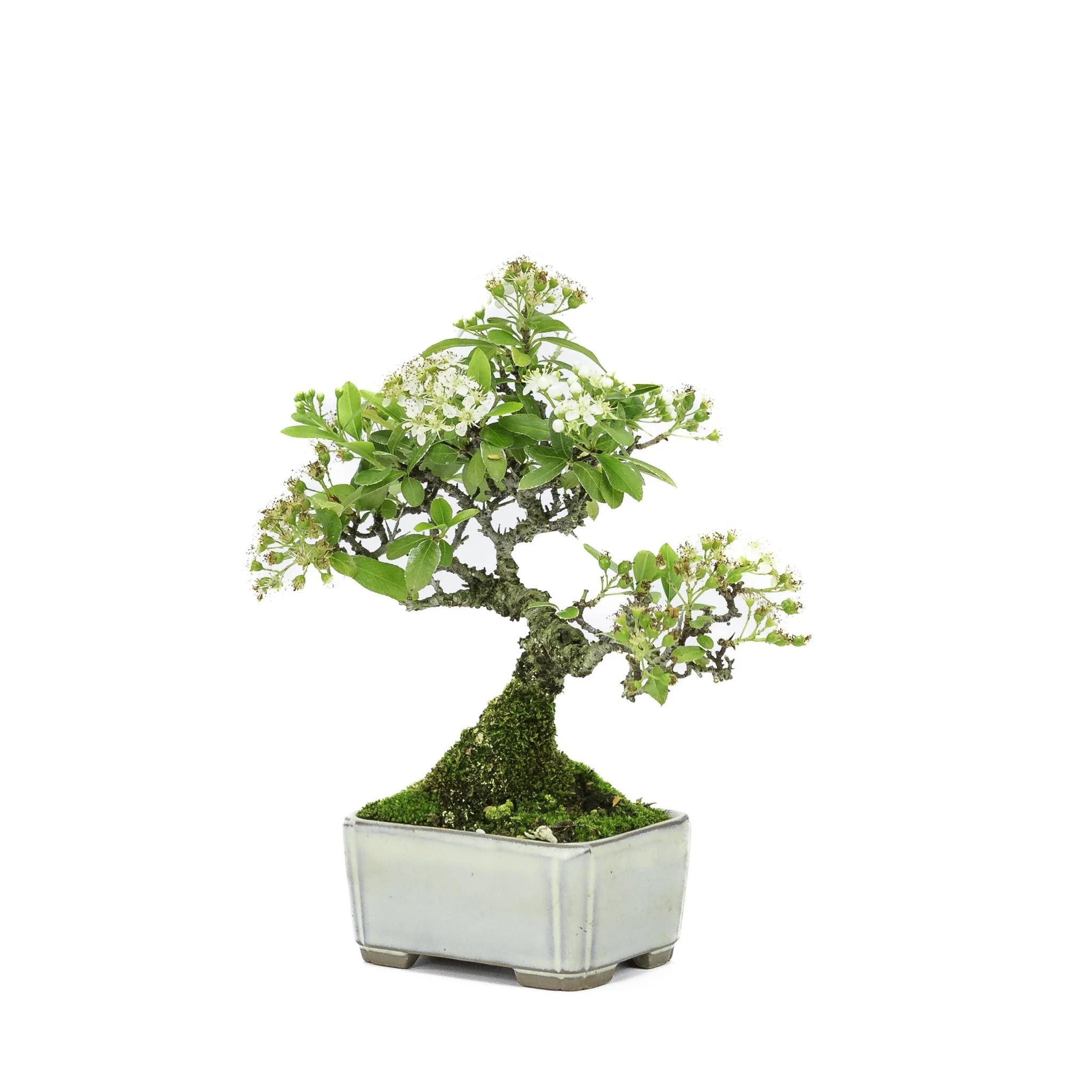 Pyracantha creme rechthoekige pot 8.5cm, hoogte ~20cm - Image 5