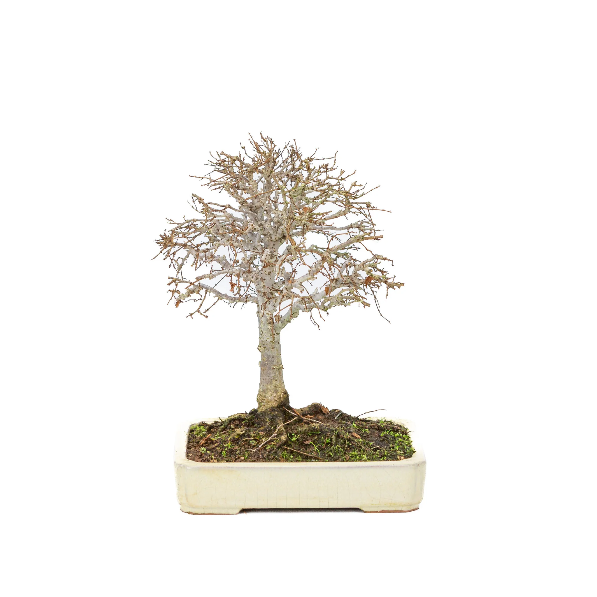 Miniatuur 1