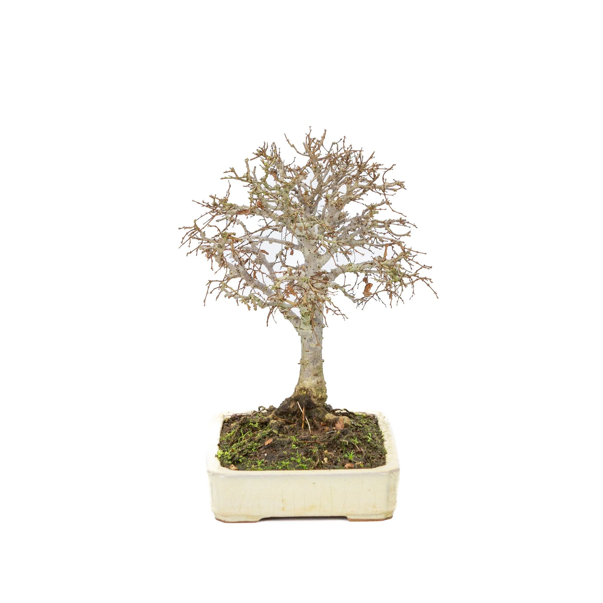 Miniatuur 2