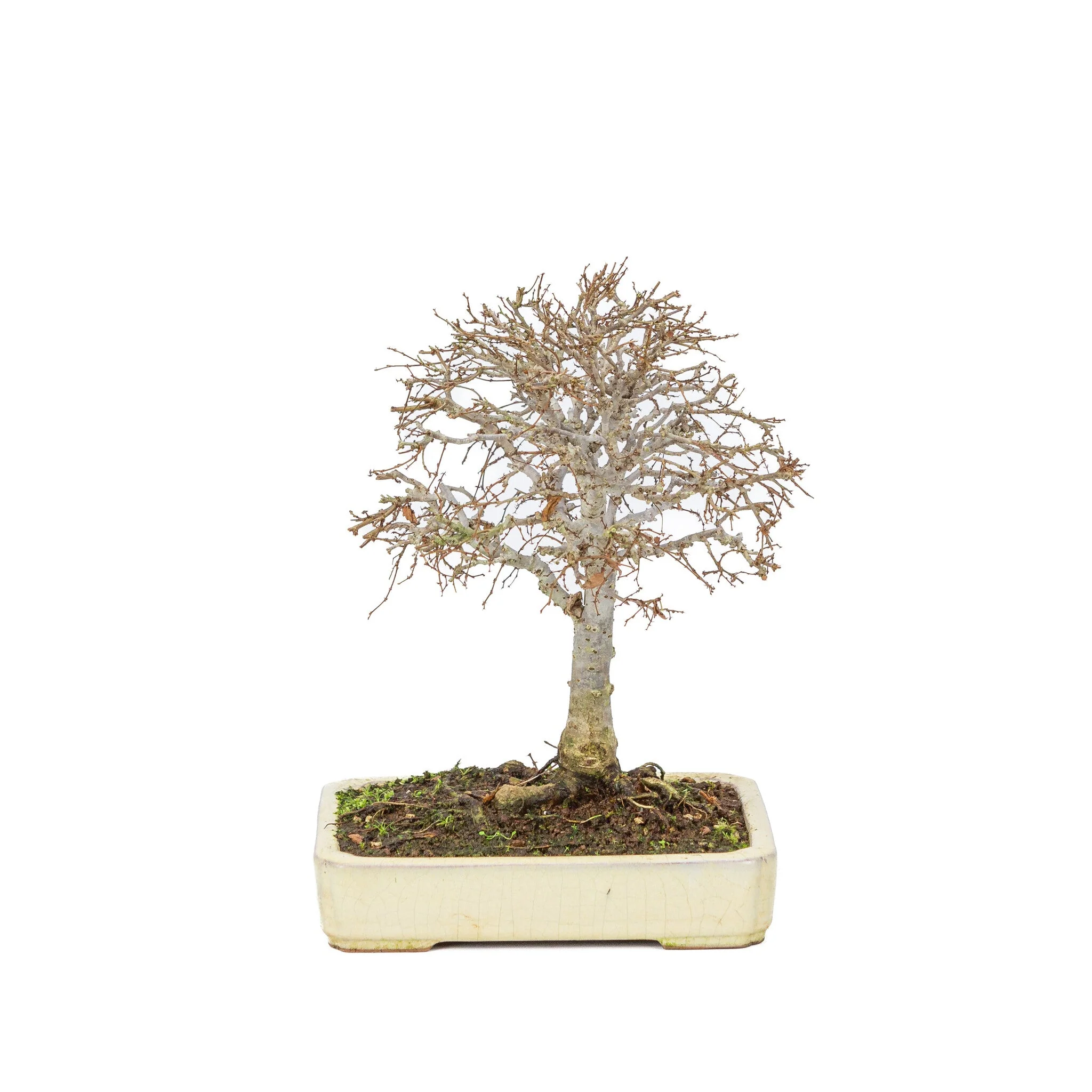 Zelkova serrata creme rechthoekige pot 18cm, hoogte ~26cm - Image 3