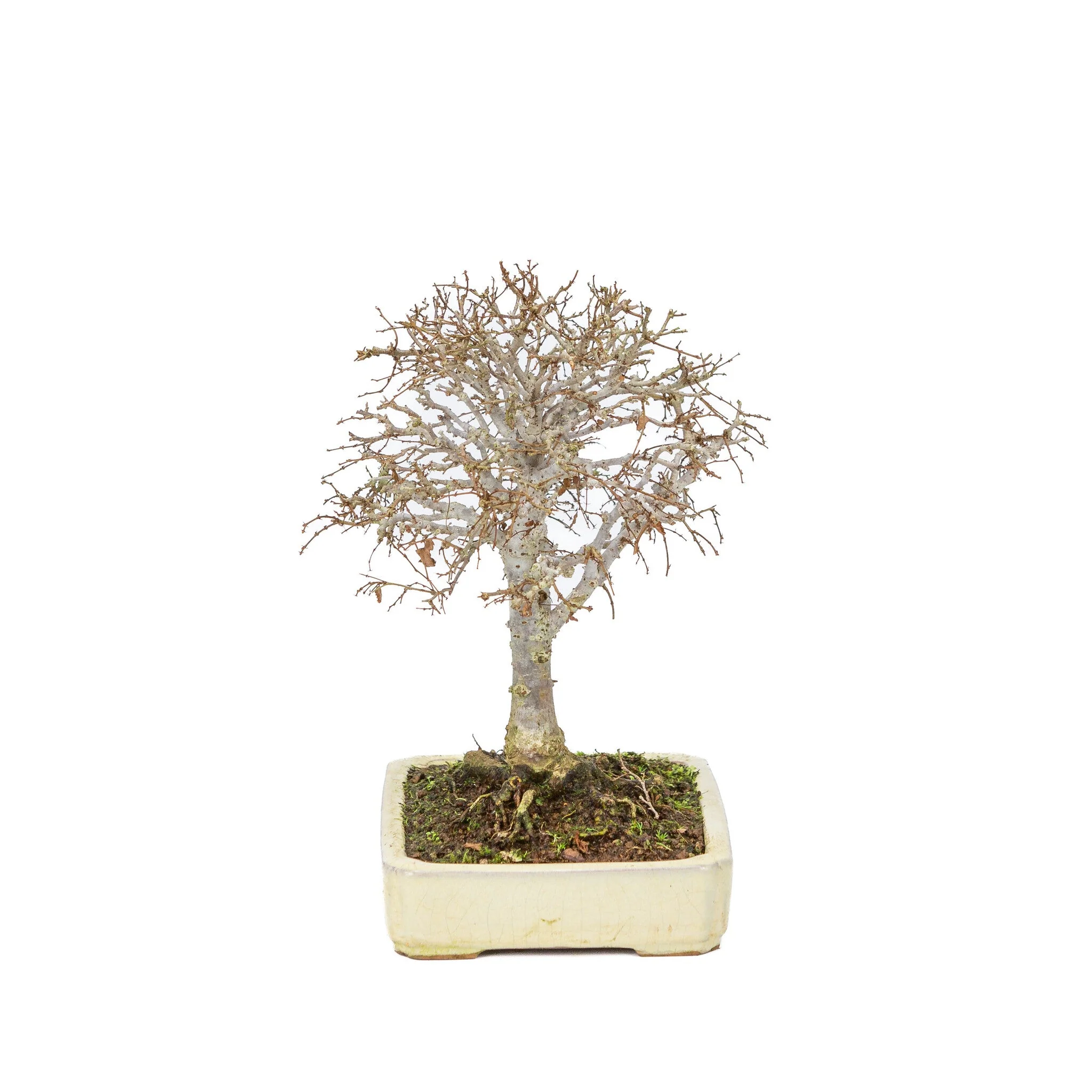 Zelkova serrata creme rechthoekige pot 18cm, hoogte ~26cm - Image 4