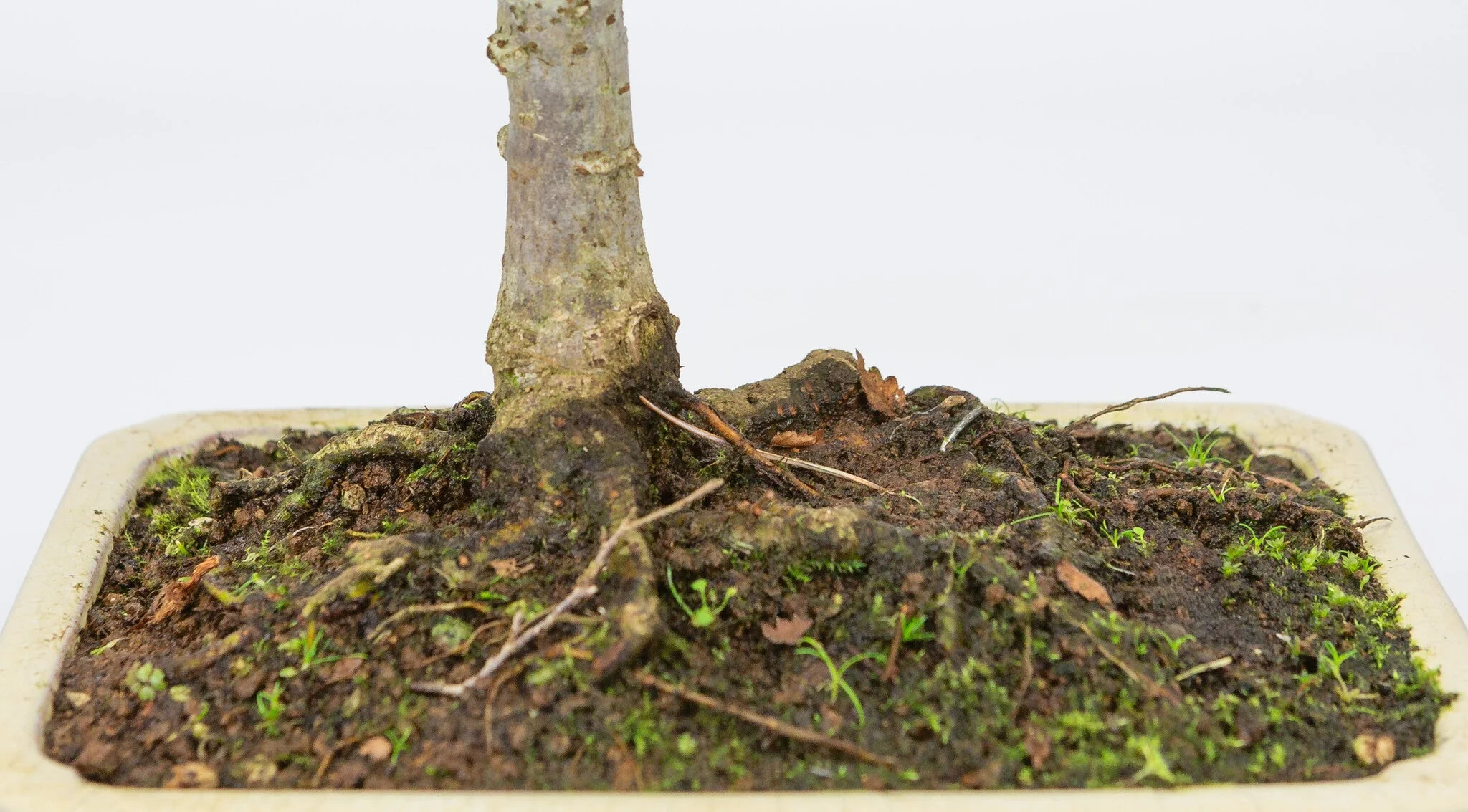 Zelkova serrata creme rechthoekige pot 18cm, hoogte ~26cm - Image 5