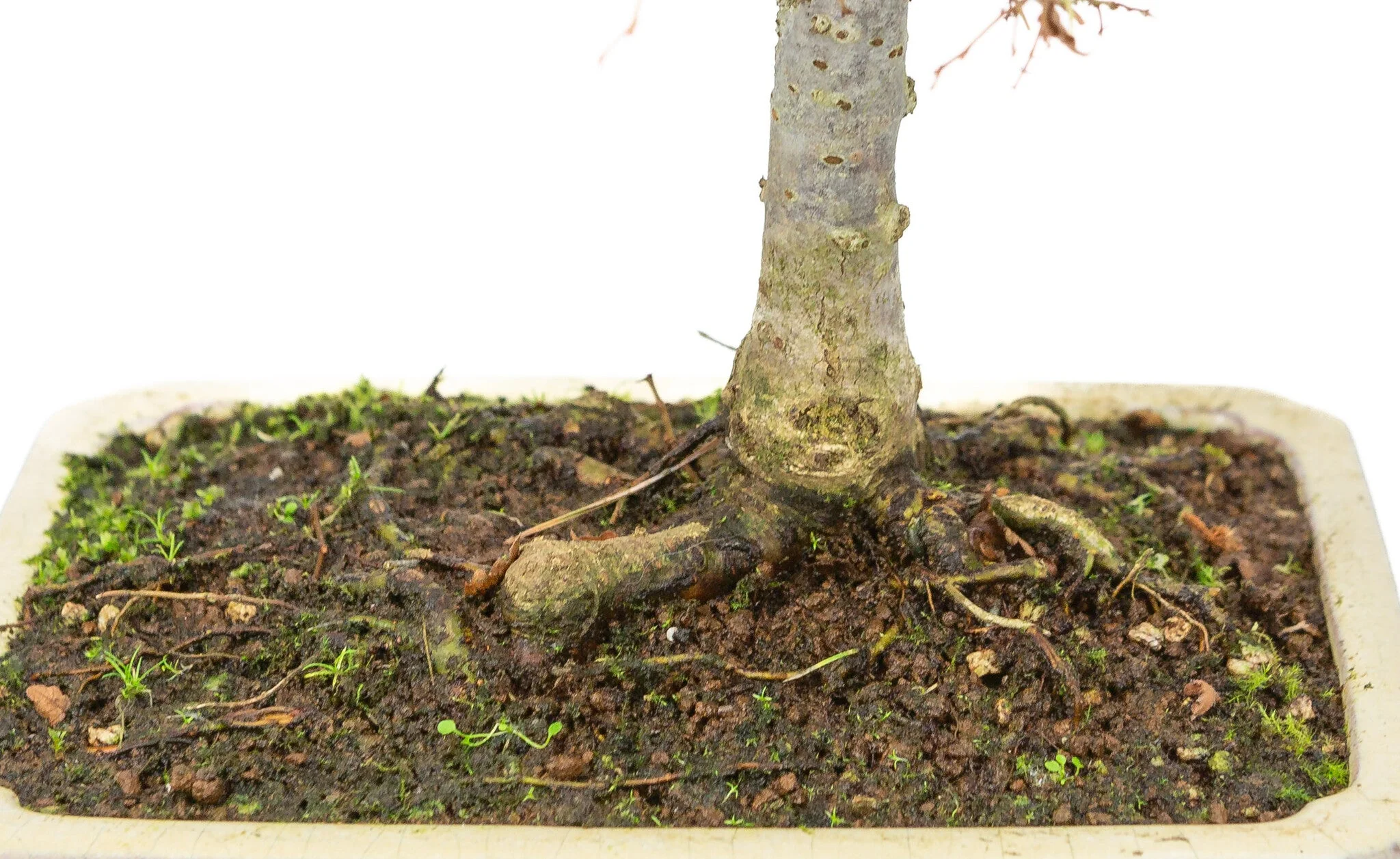 Zelkova serrata creme rechthoekige pot 18cm, hoogte ~26cm - Image 6