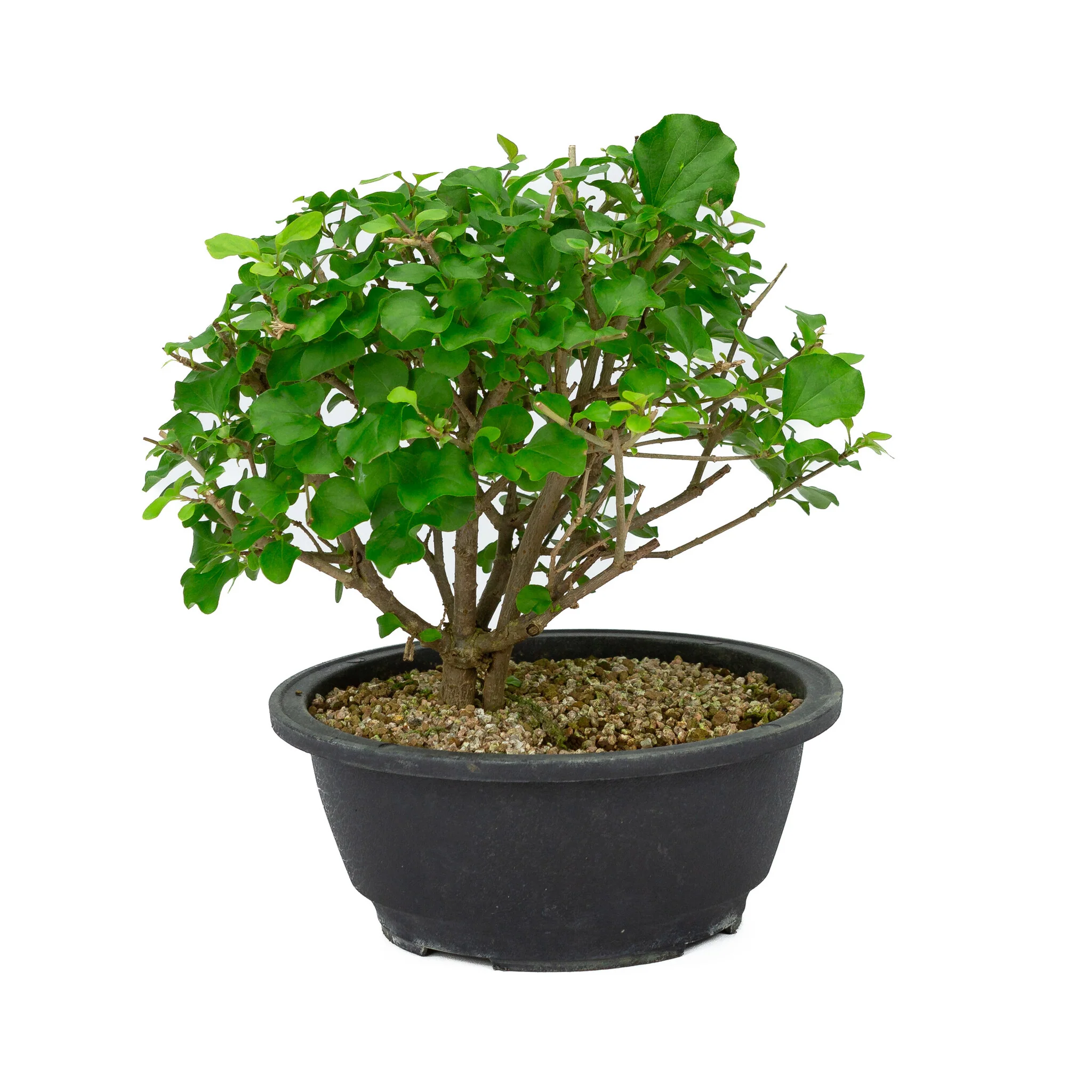 Syringa plastic pot 20cm, hoogte ~29cm