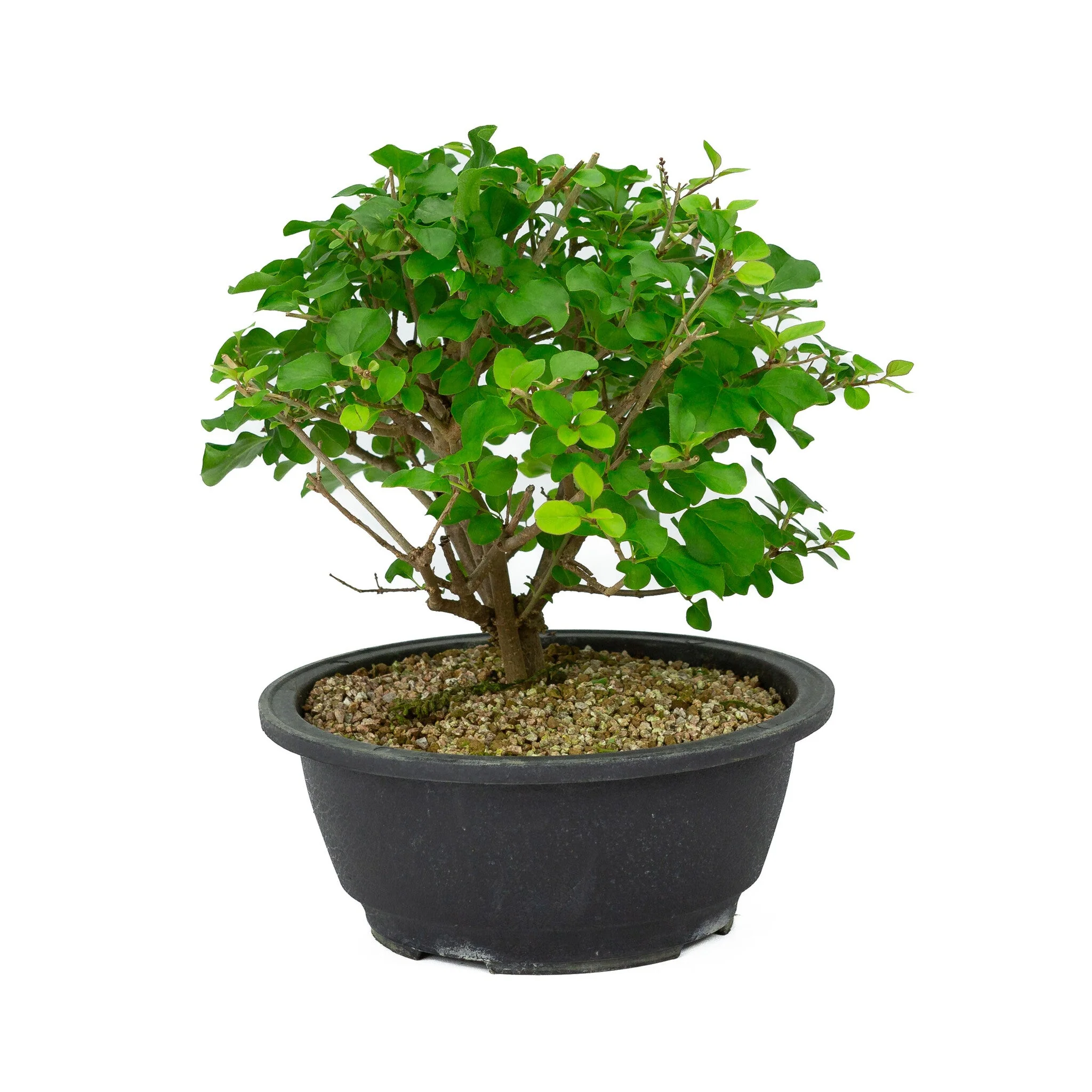 Syringa plastic pot 20cm, hoogte ~29cm - Image 2