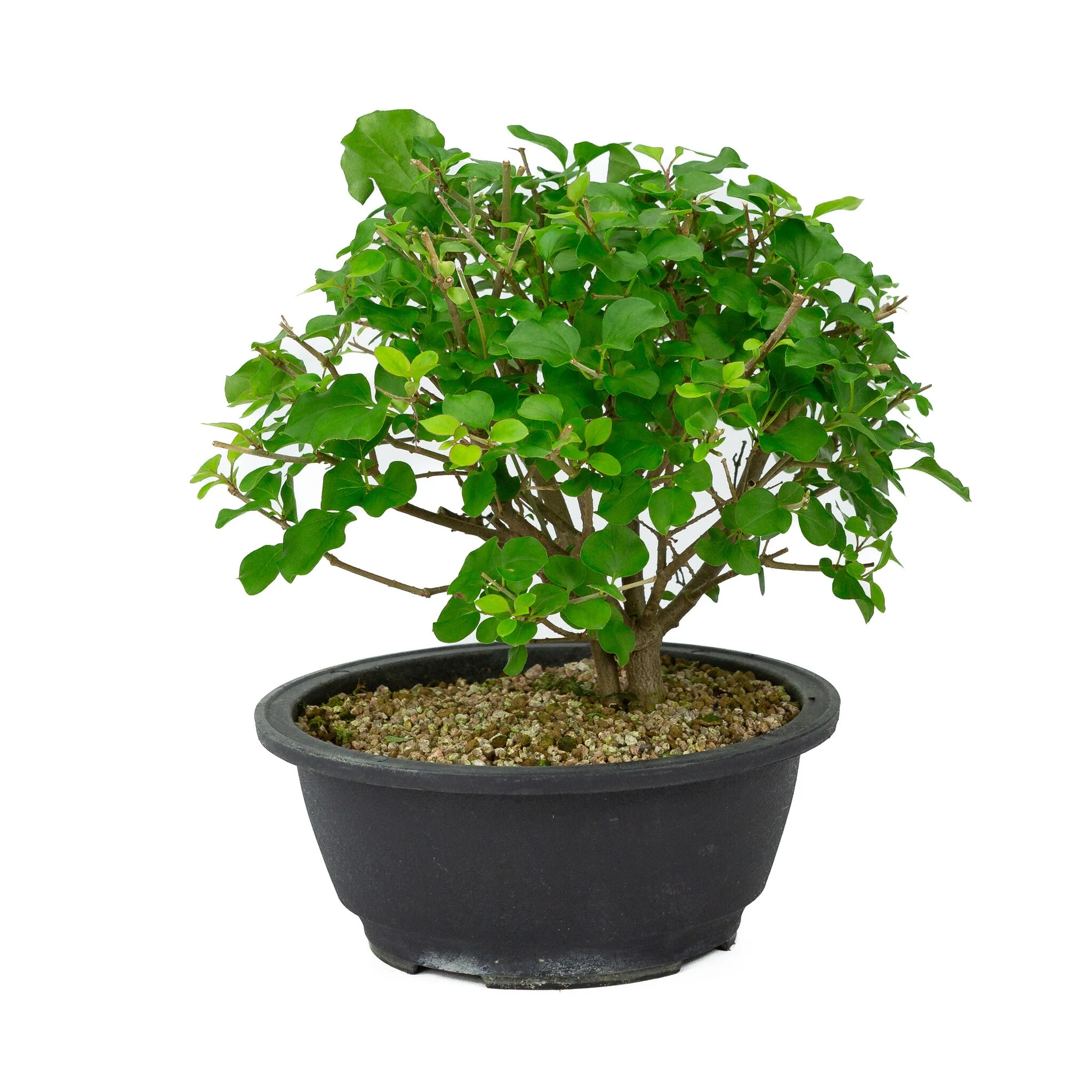 Syringa plastic pot 20cm, hoogte ~29cm - Image 3