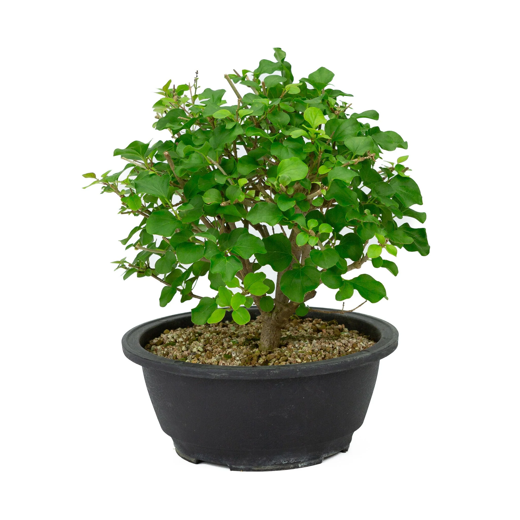 Syringa plastic pot 20cm, hoogte ~29cm - Image 4