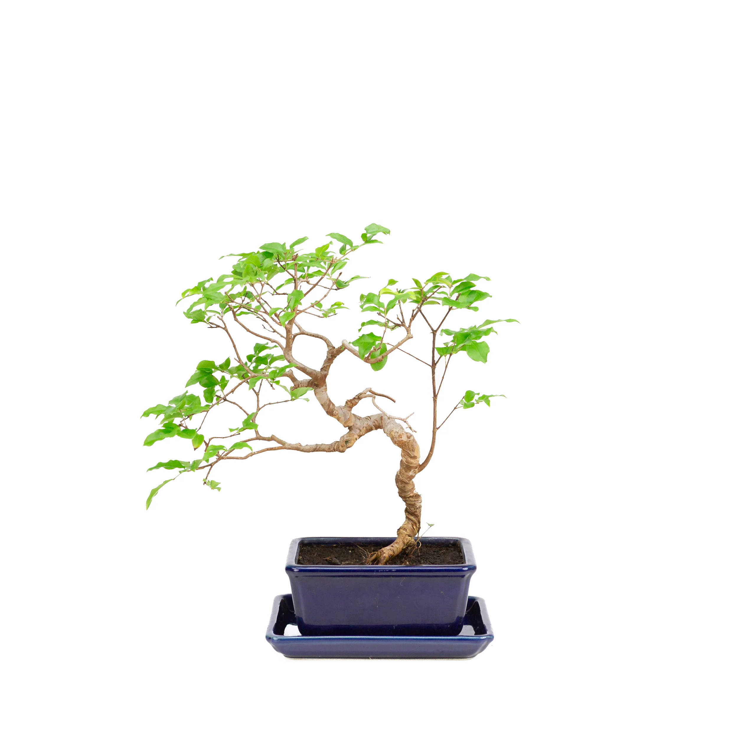 Syzigium Bonsai in blauwe pot 15cm, hoogte ~33cm