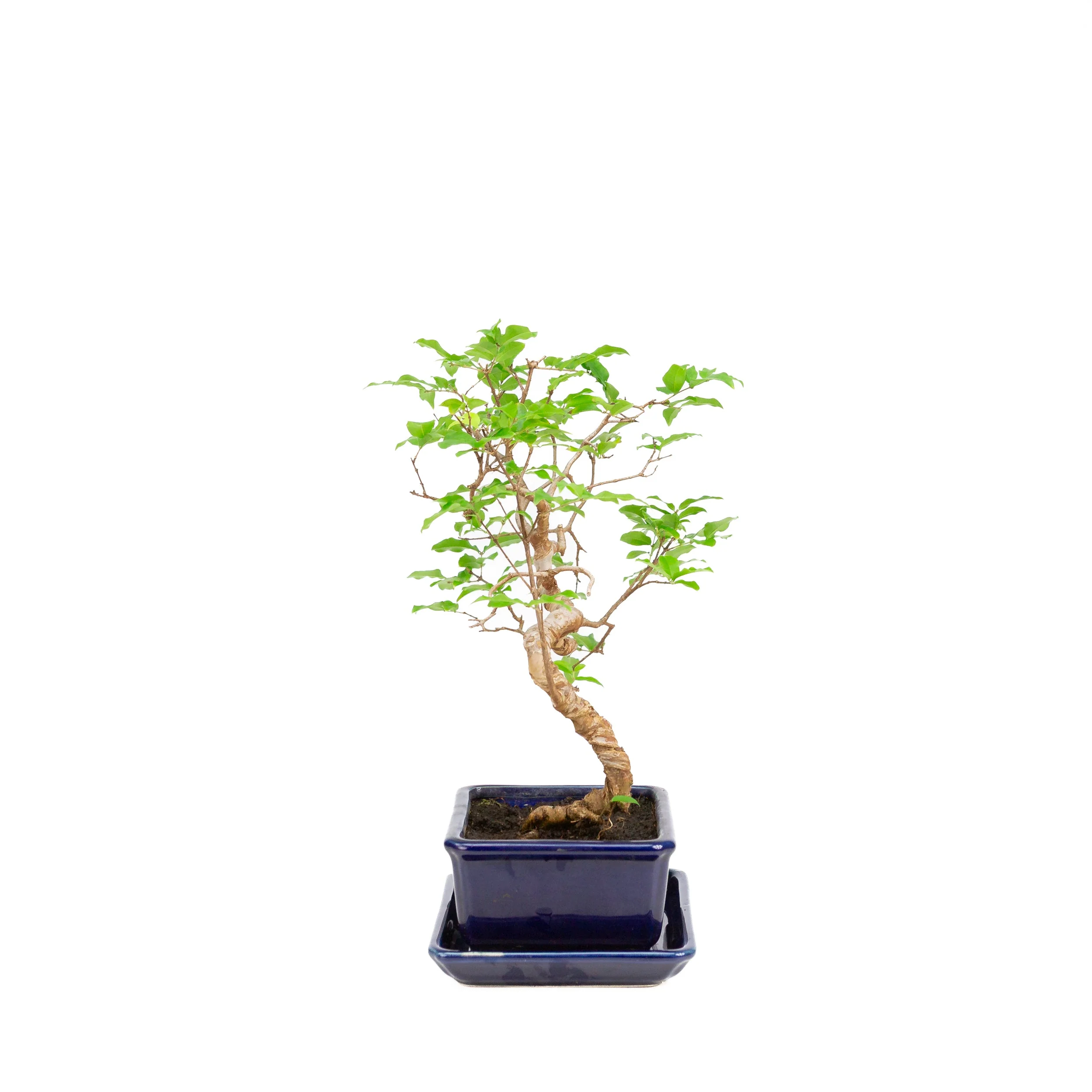 Syzigium Bonsai in blauwe pot 15cm, hoogte ~33cm - Image 2