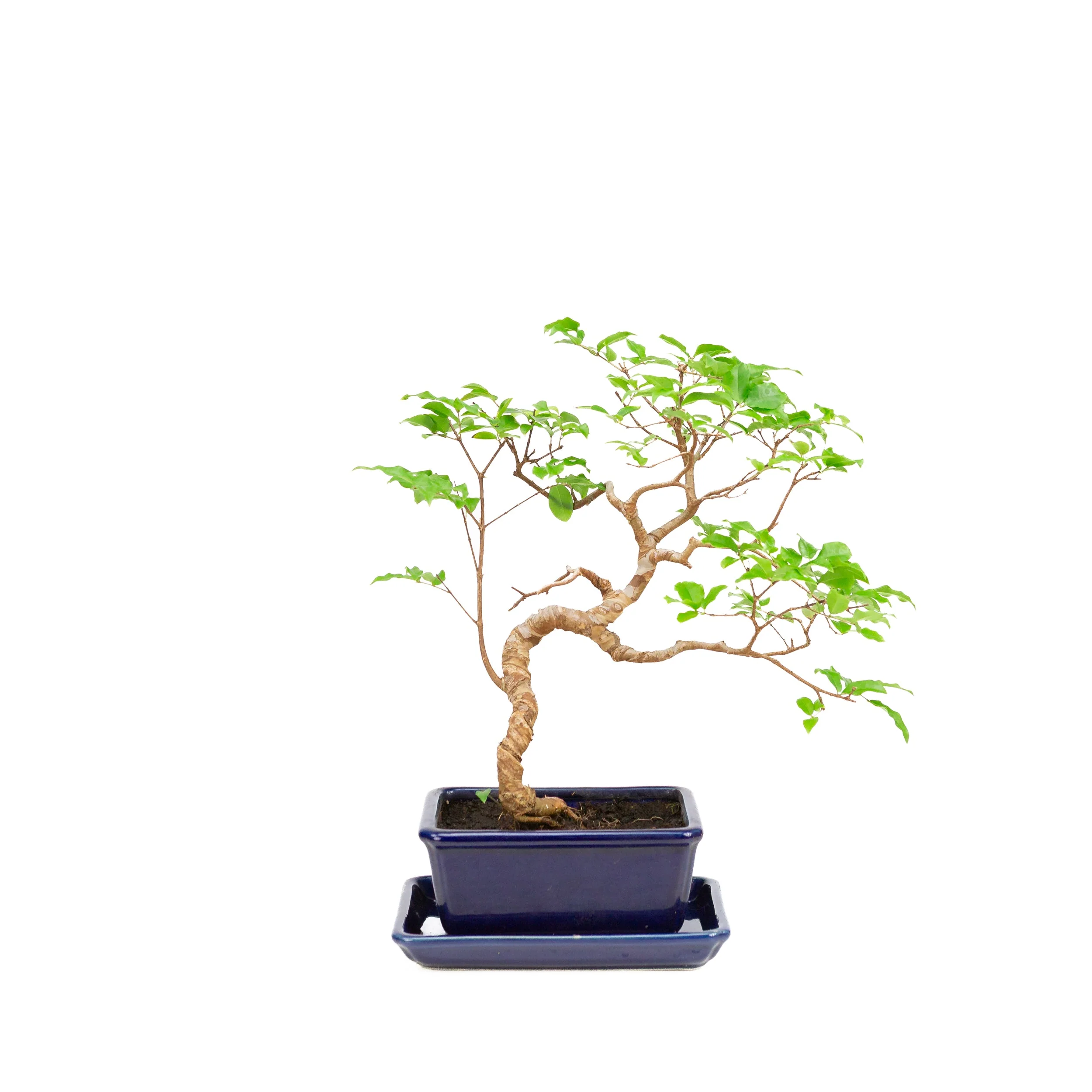 Syzigium Bonsai in blauwe pot 15cm, hoogte ~33cm - Image 3