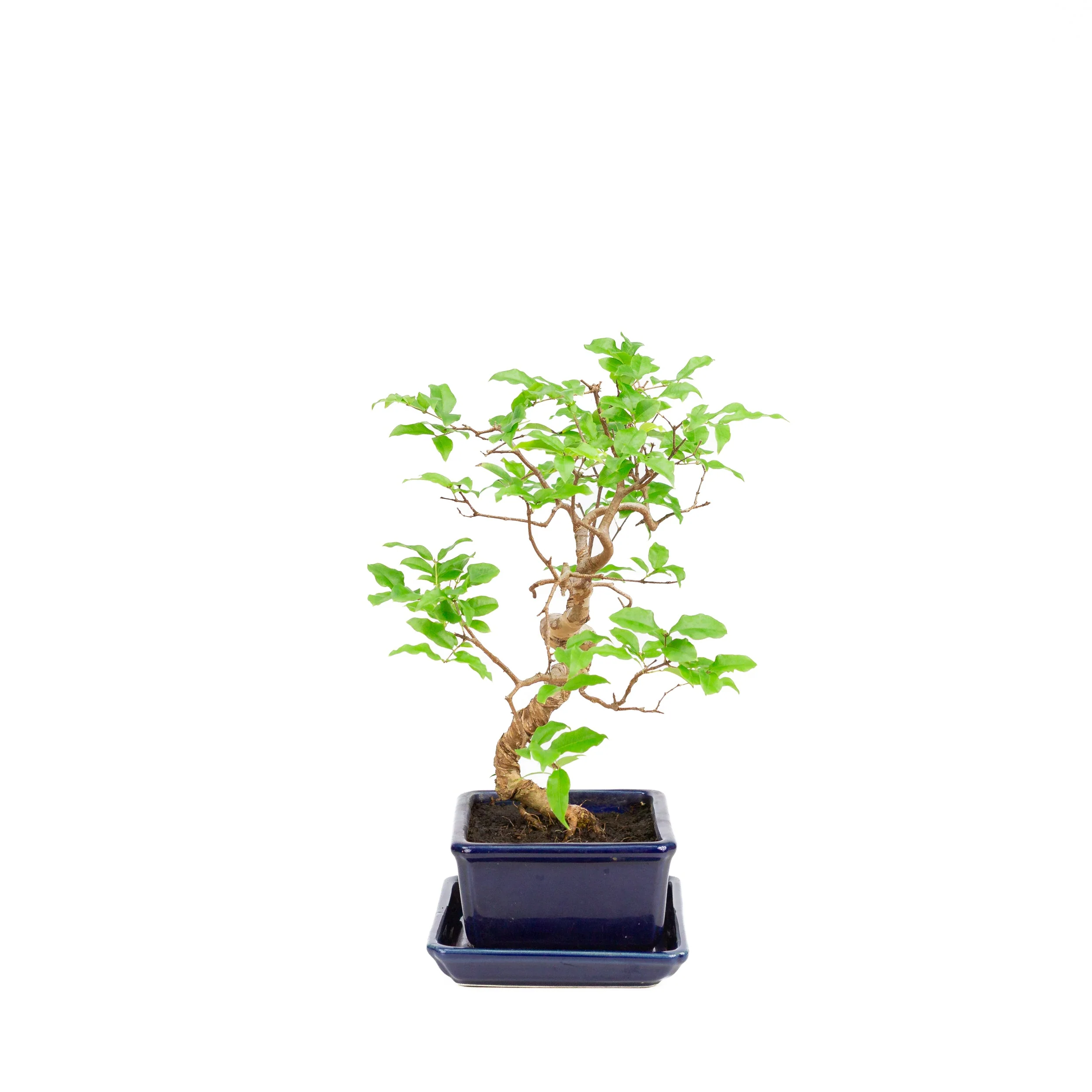 Syzigium Bonsai in blauwe pot 15cm, hoogte ~33cm - Image 4