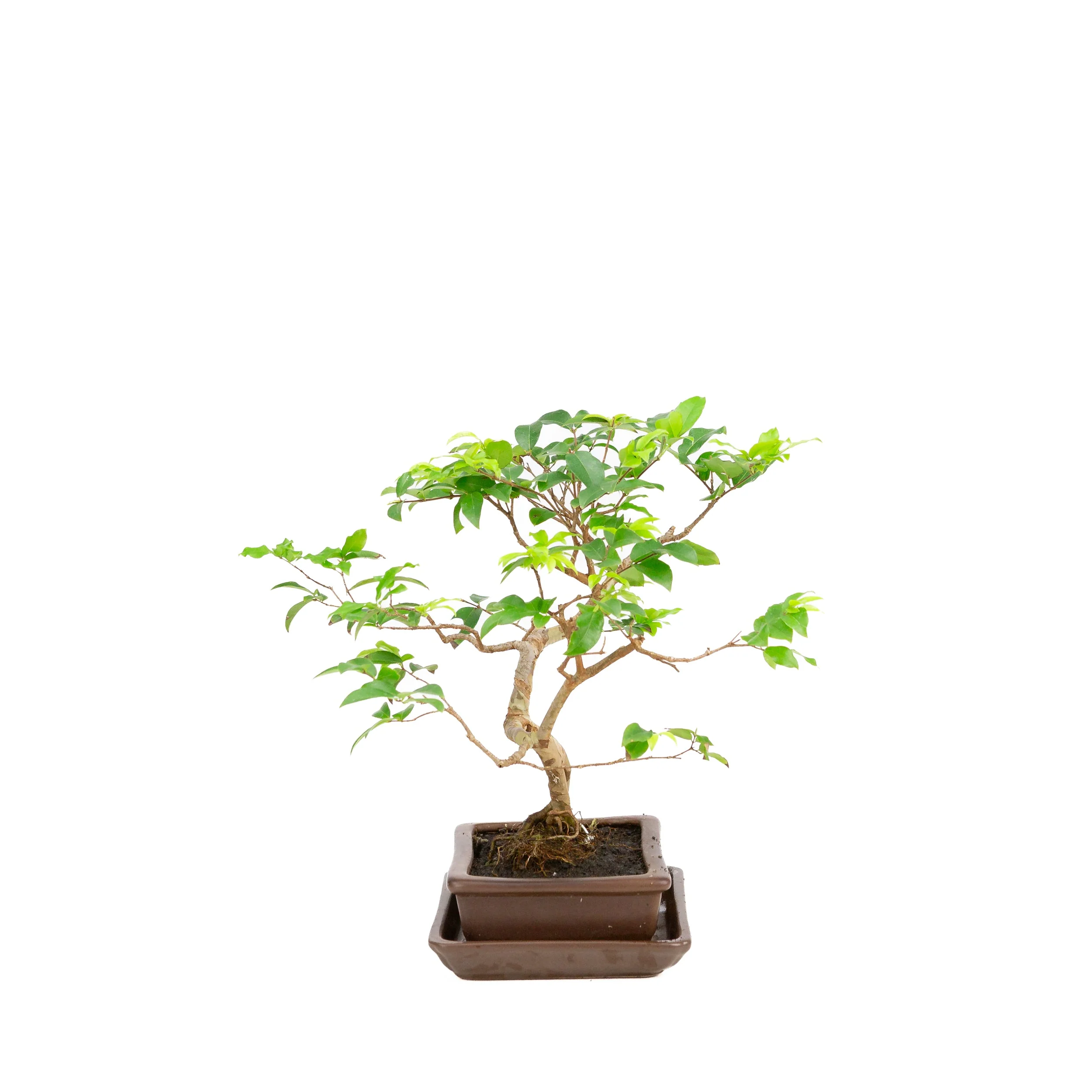 Syzigium Bonsai in bruine pot 16cm, hoogte 28cm - Image 2
