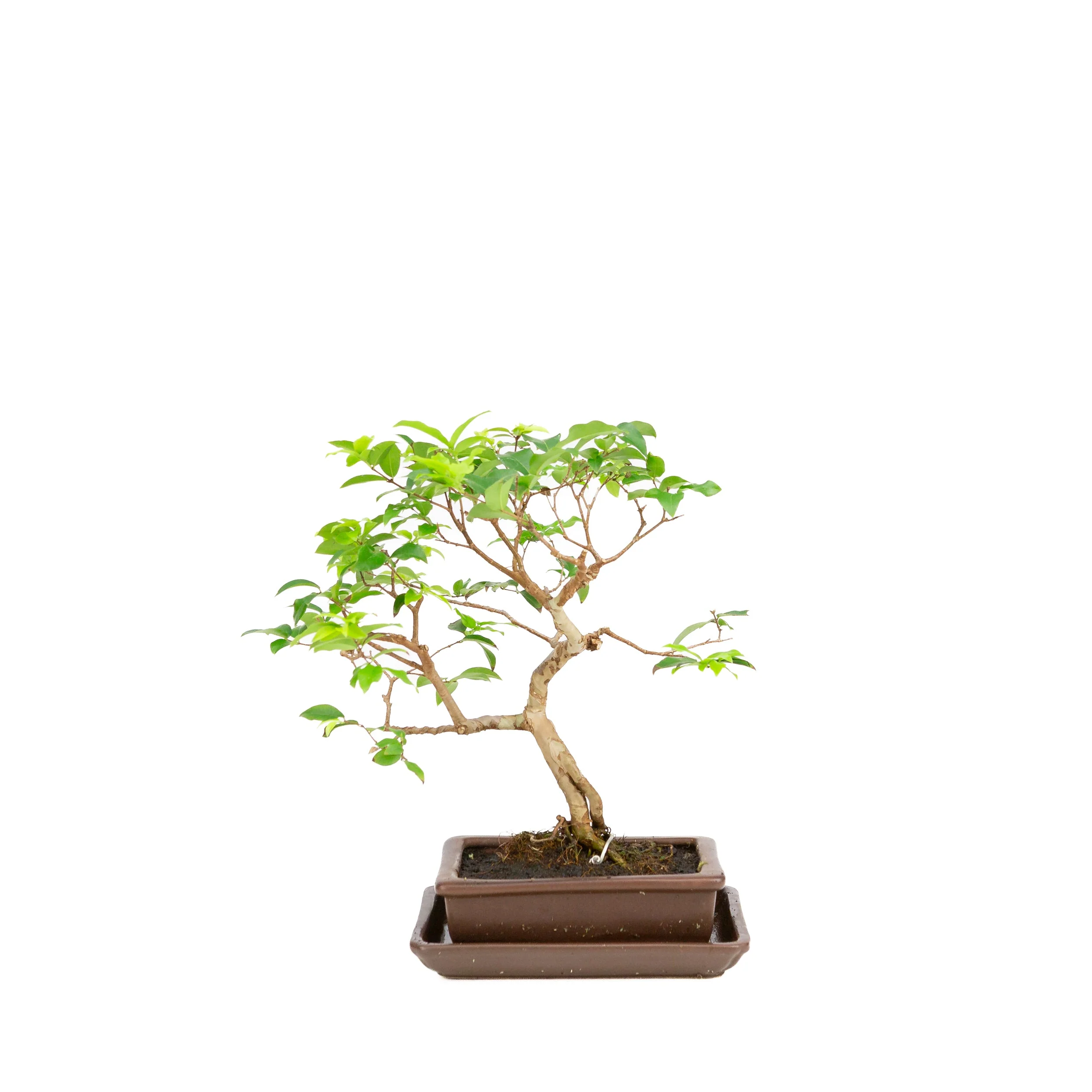 Syzigium Bonsai in bruine pot 16cm, hoogte 28cm - Image 3