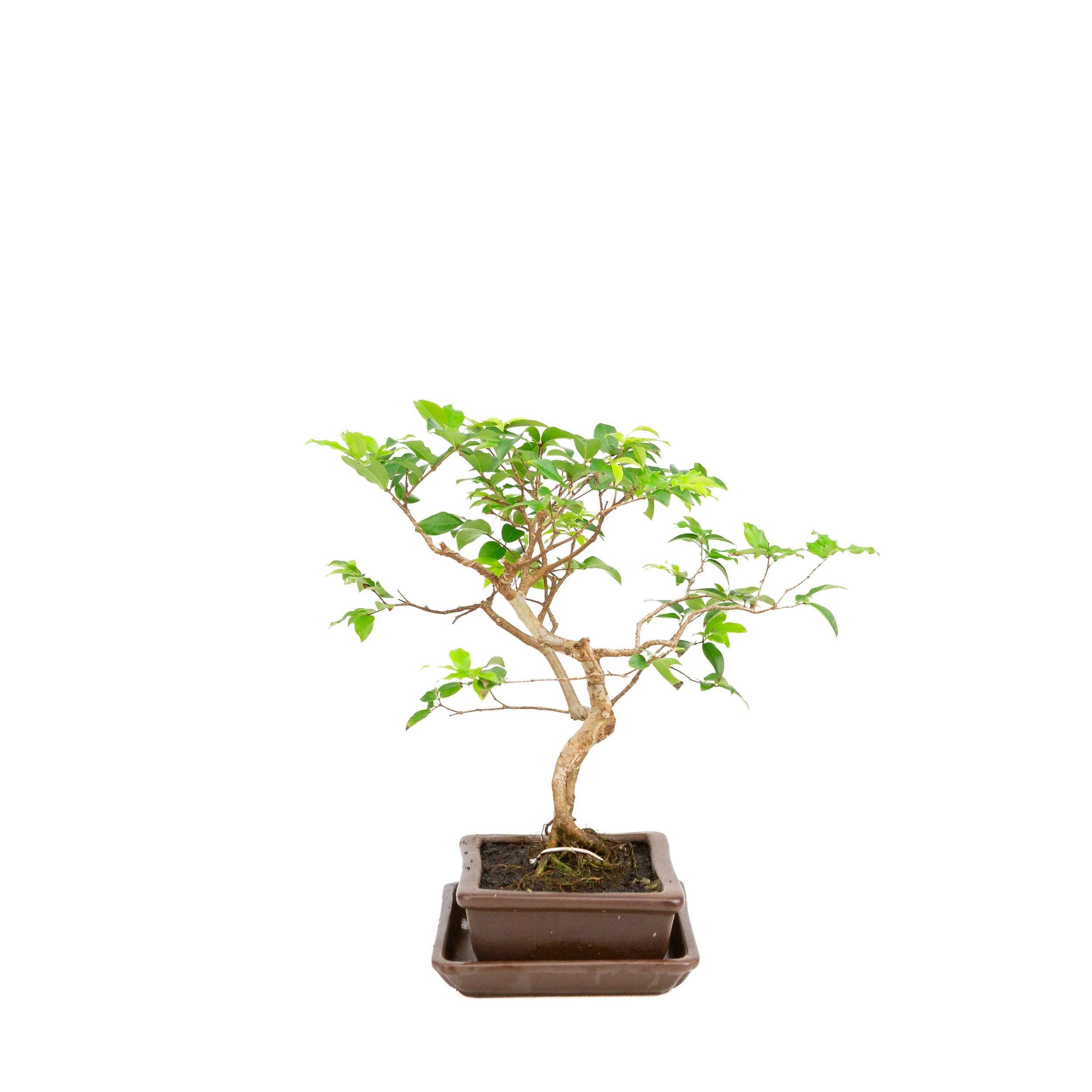 Syzigium Bonsai in bruine pot 16cm, hoogte 28cm - Image 4