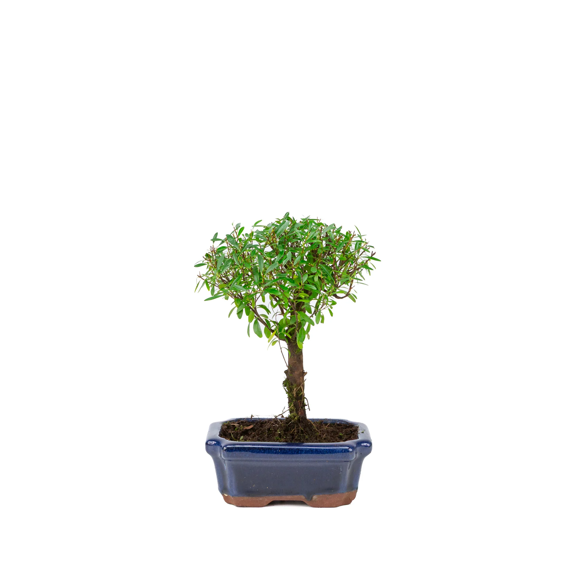 Syzygium buxifolium blauwe pot 15 cm, hoogte ~25cm