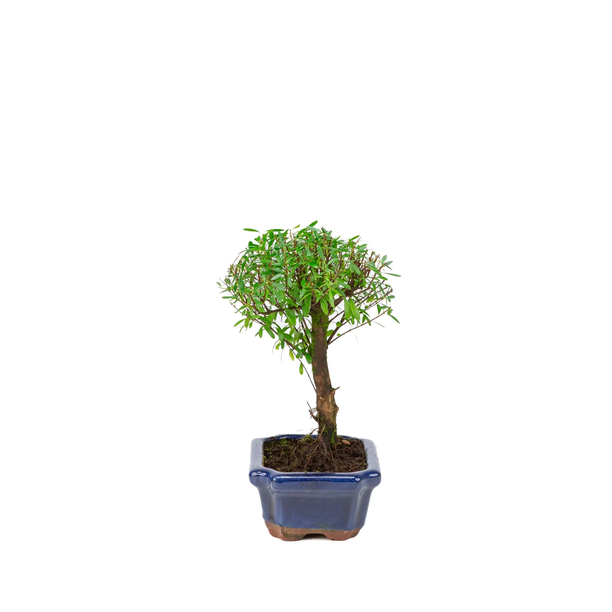 Syzygium buxifolium blauwe pot 15 cm, hoogte ~25cm - Image 2