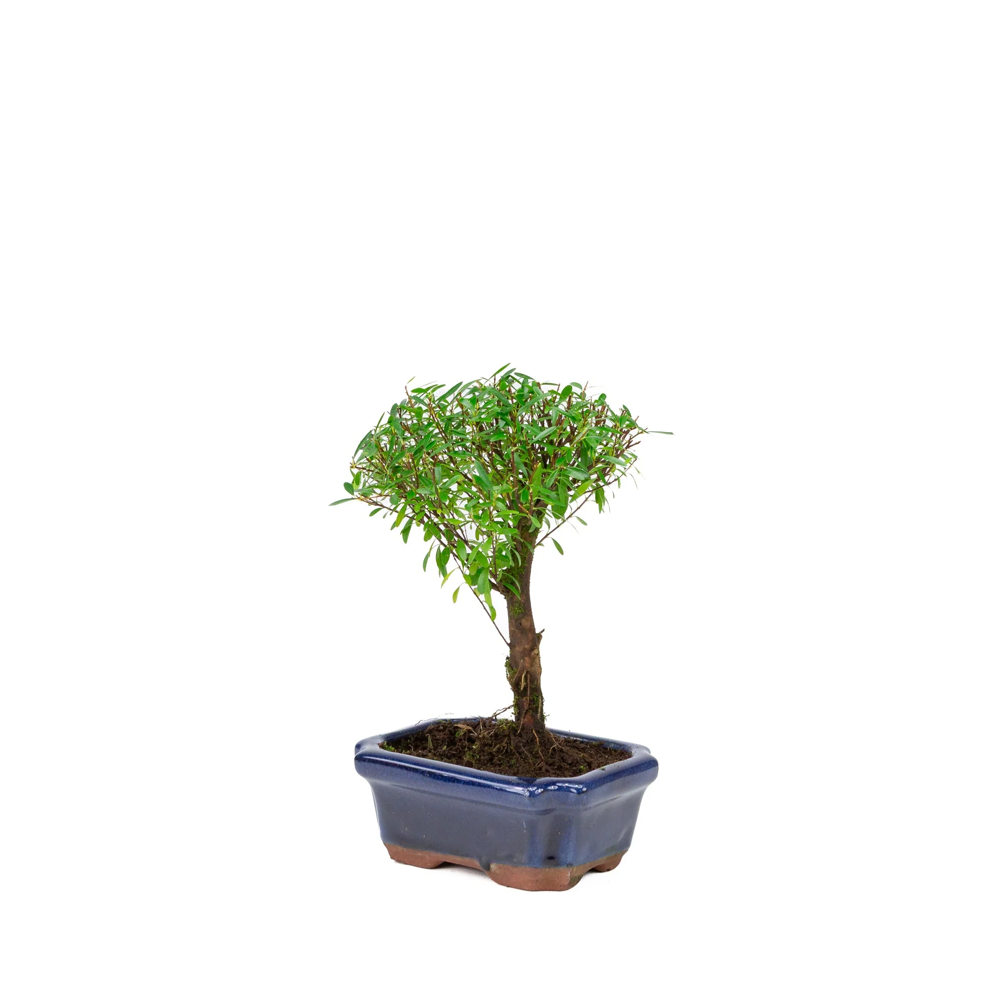 Syzygium buxifolium blauwe pot 15 cm, hoogte ~25cm - Image 3
