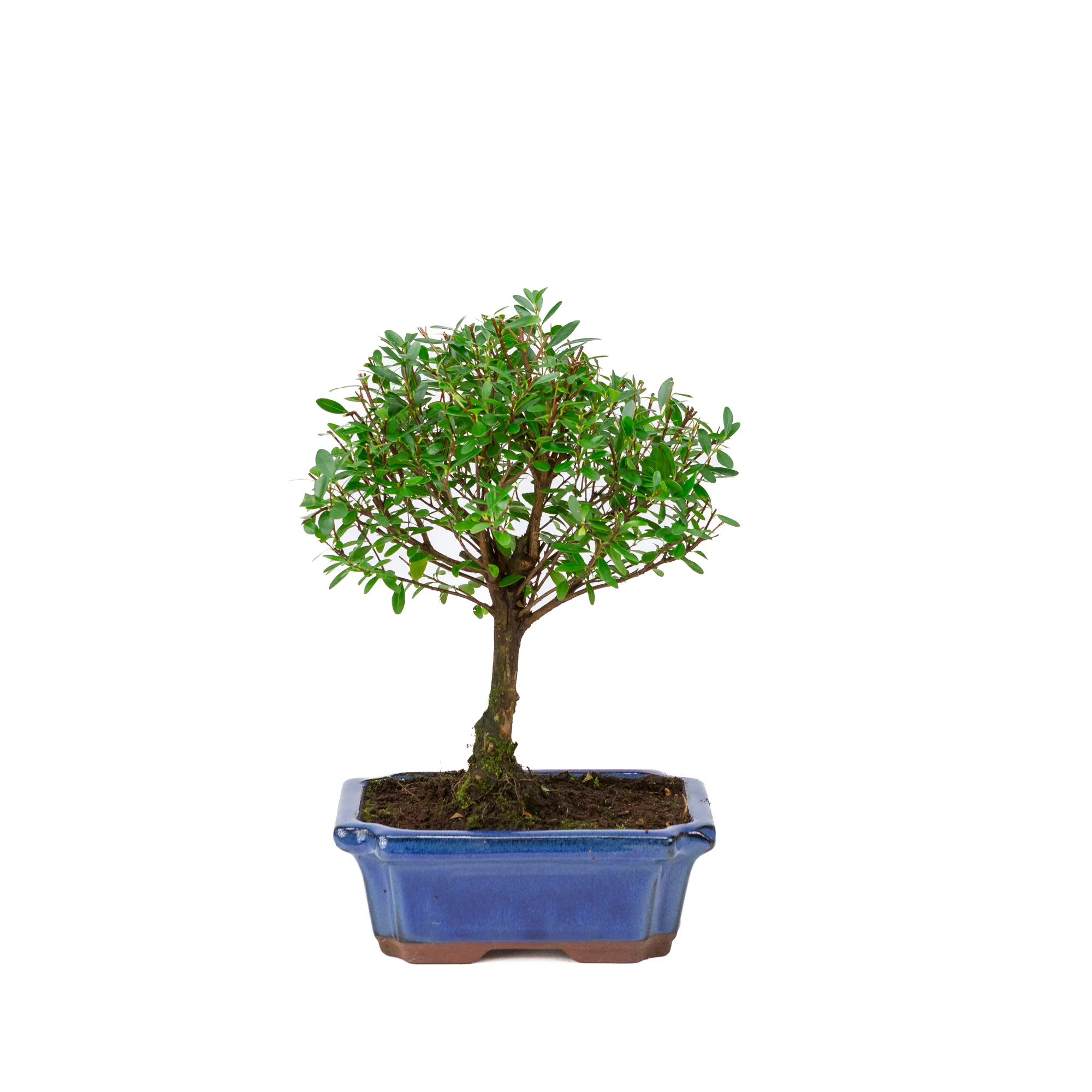 Syzygium buxifolium blauwe pot 19cm, hoogte ~30cm