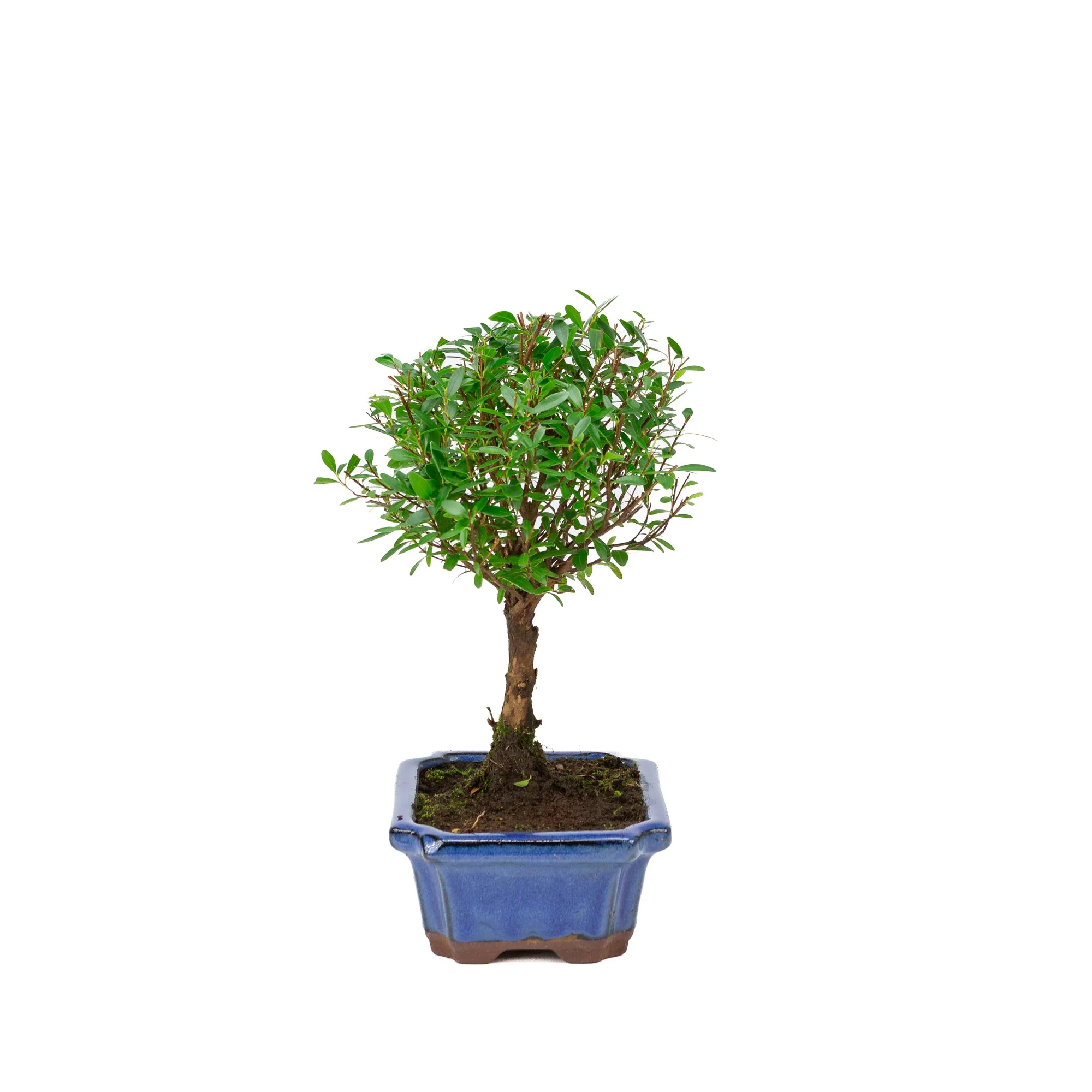 Syzygium buxifolium blauwe pot 19cm, hoogte ~30cm - Image 2