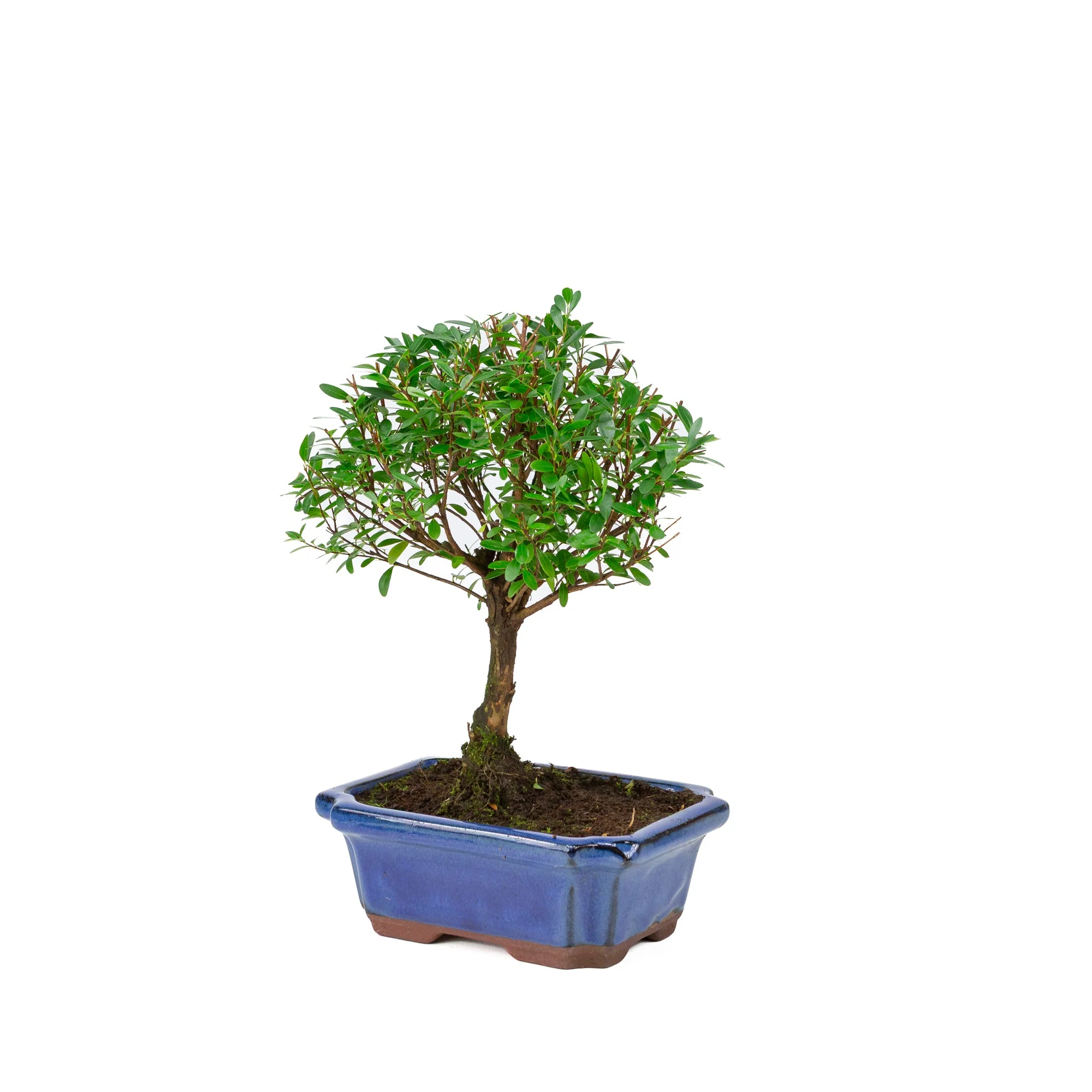 Syzygium buxifolium blauwe pot 19cm, hoogte ~30cm - Image 3