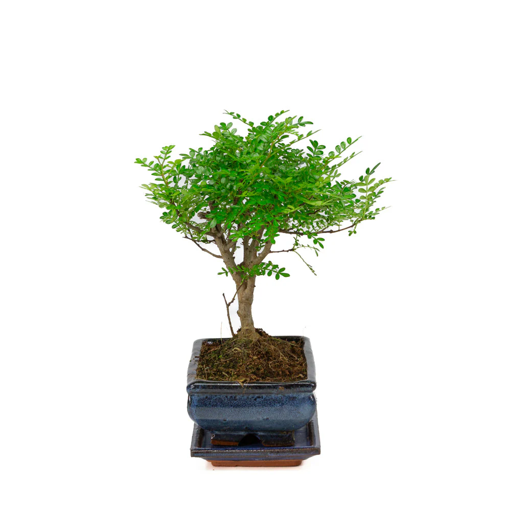 Zanthoxylum piperitium Bonsai in blauwe pot 20cm, hoogte ~32cm - Image 2