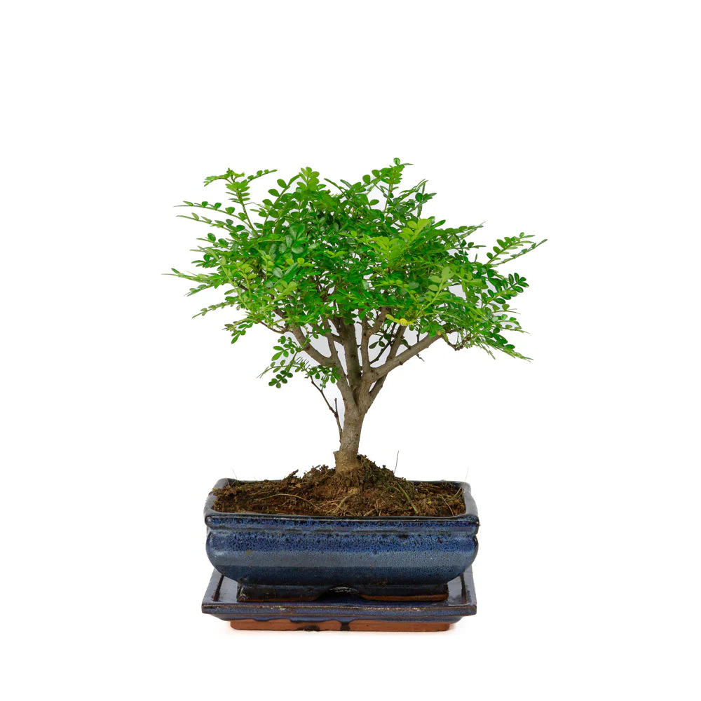 Zanthoxylum piperitium Bonsai in blauwe pot 20cm, hoogte ~32cm - Image 3