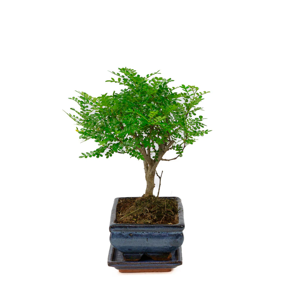 Zanthoxylum piperitium Bonsai in blauwe pot 20cm, hoogte ~32cm - Image 4