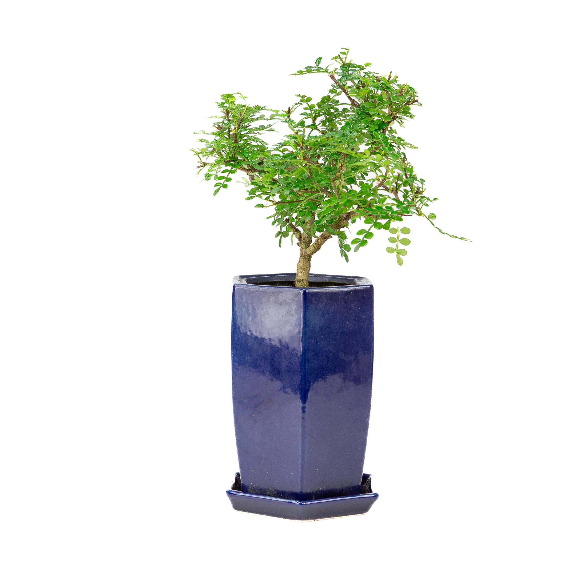 Zanthoxylum piperitium cascade Bonsai in blauwe pot 13cm, hoogte ~38cm - Image 2