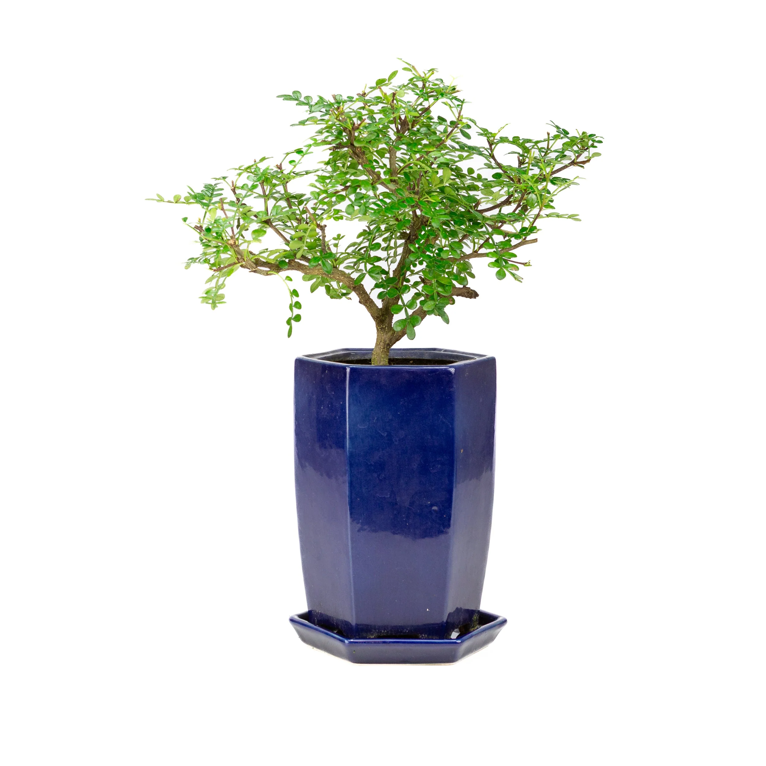 Zanthoxylum piperitium cascade Bonsai in blauwe pot 13cm, hoogte ~38cm - Image 3