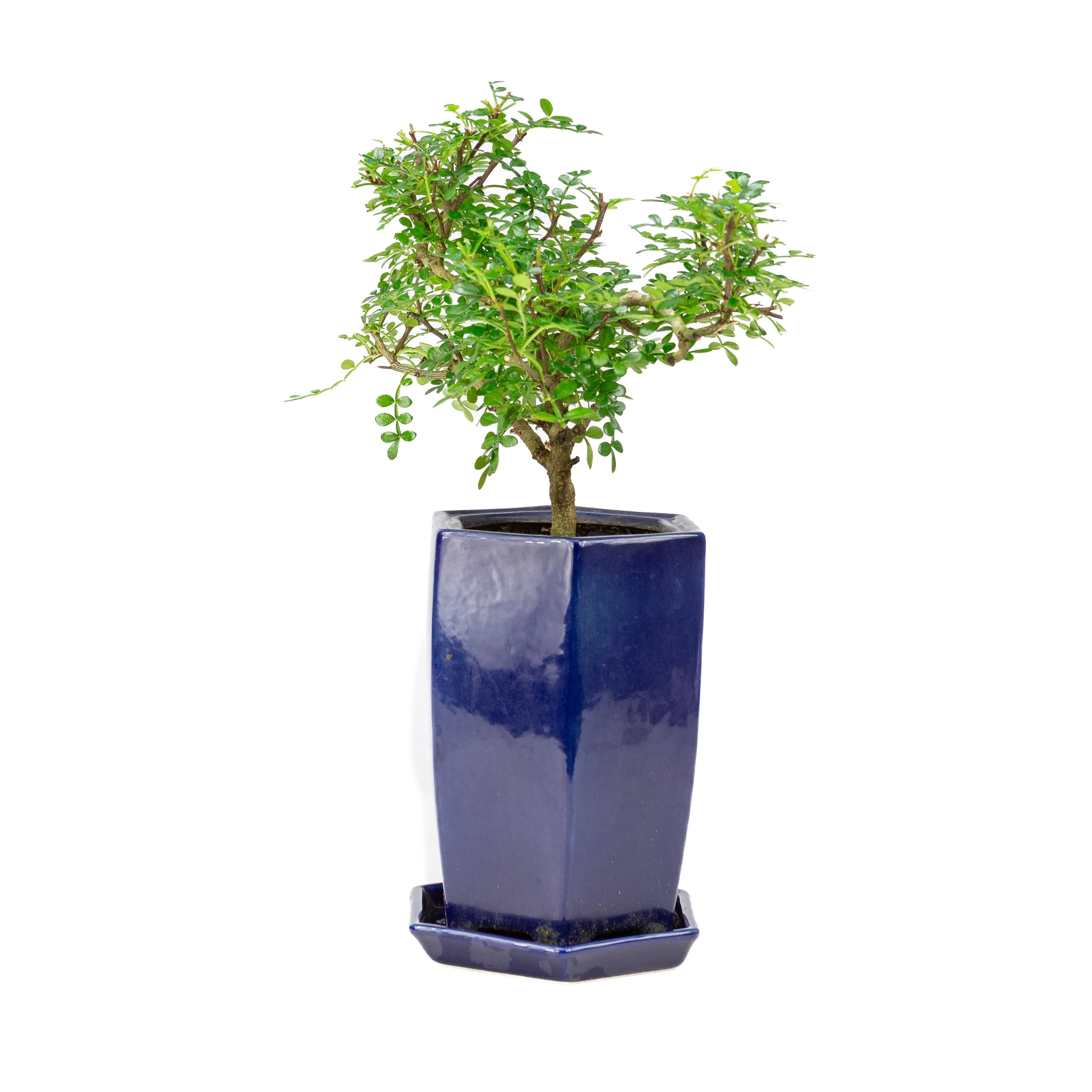 Zanthoxylum piperitium cascade Bonsai in blauwe pot 13cm, hoogte ~38cm - Image 4