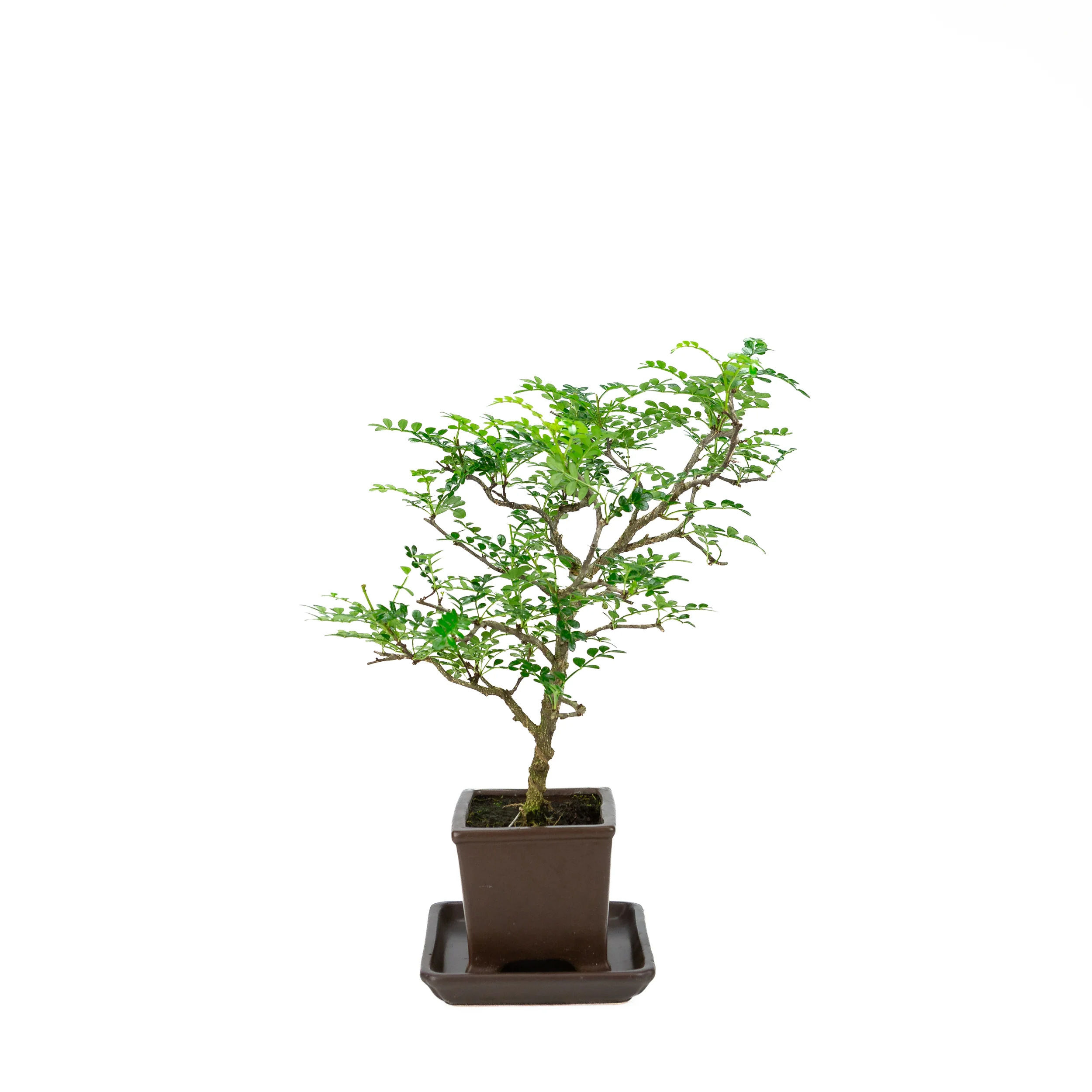 Zanthoxylum piperitum (peperboom), hoogte ~37cm - Image 2