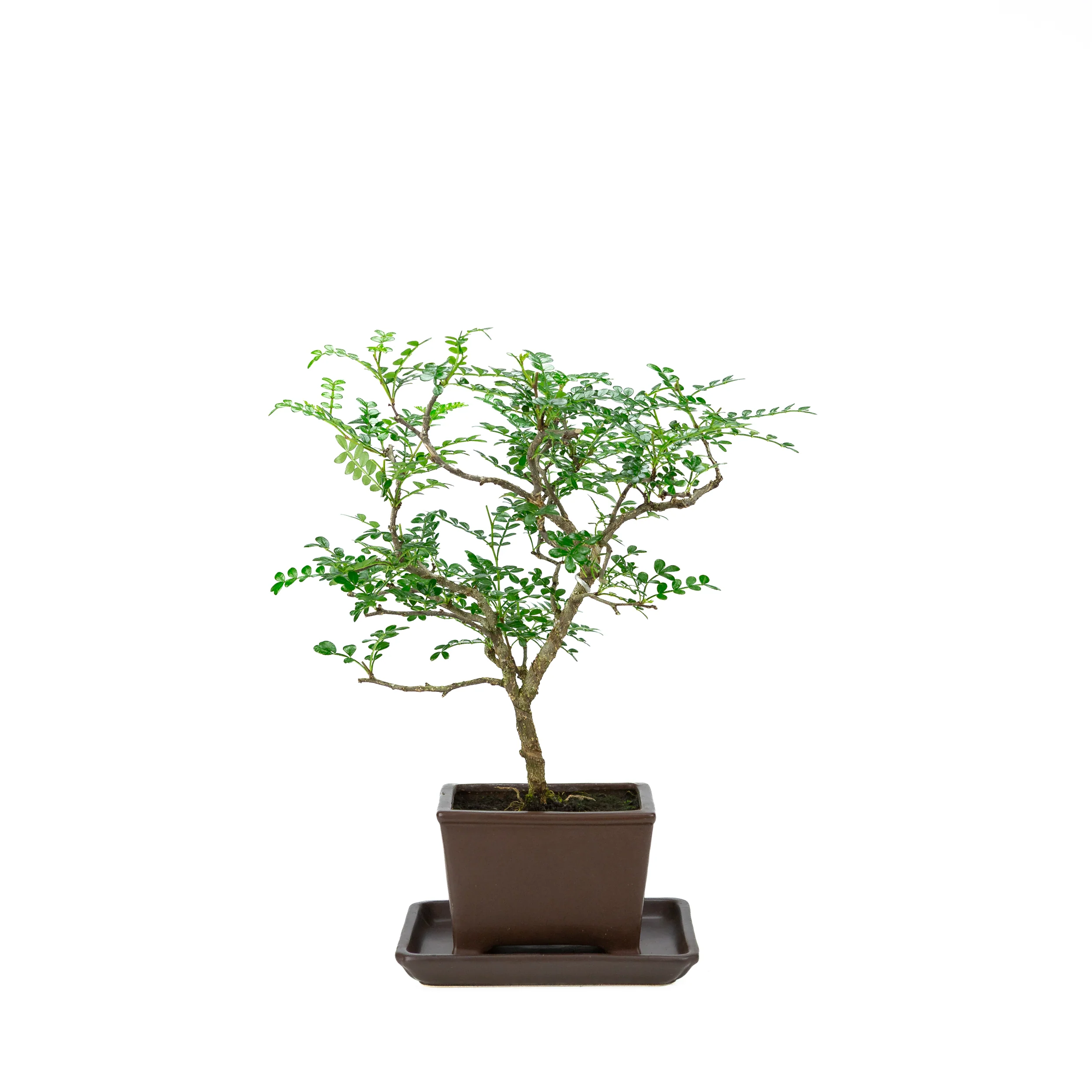 Zanthoxylum piperitum (peperboom), hoogte ~37cm - Image 3