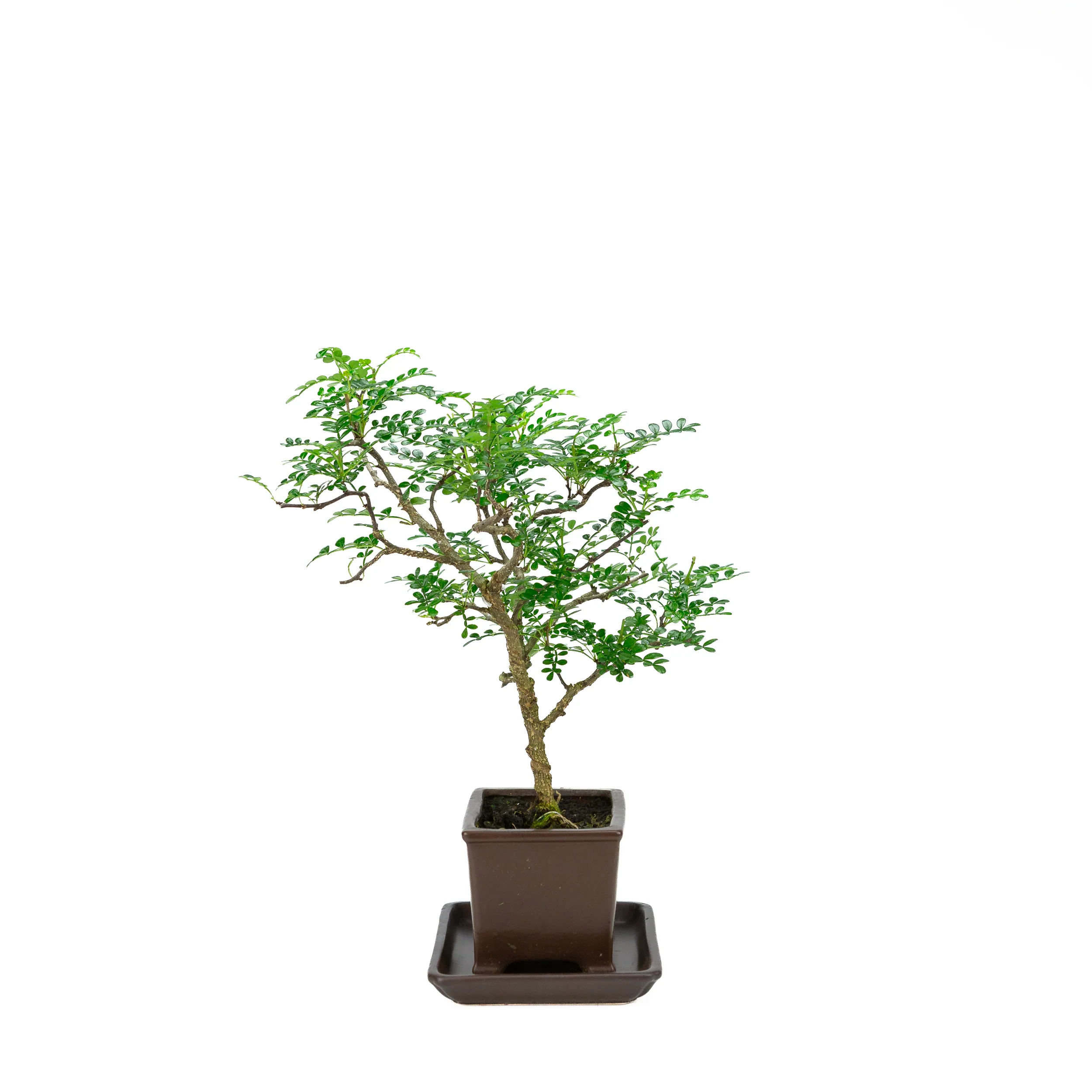Zanthoxylum piperitum (peperboom), hoogte ~37cm - Image 4