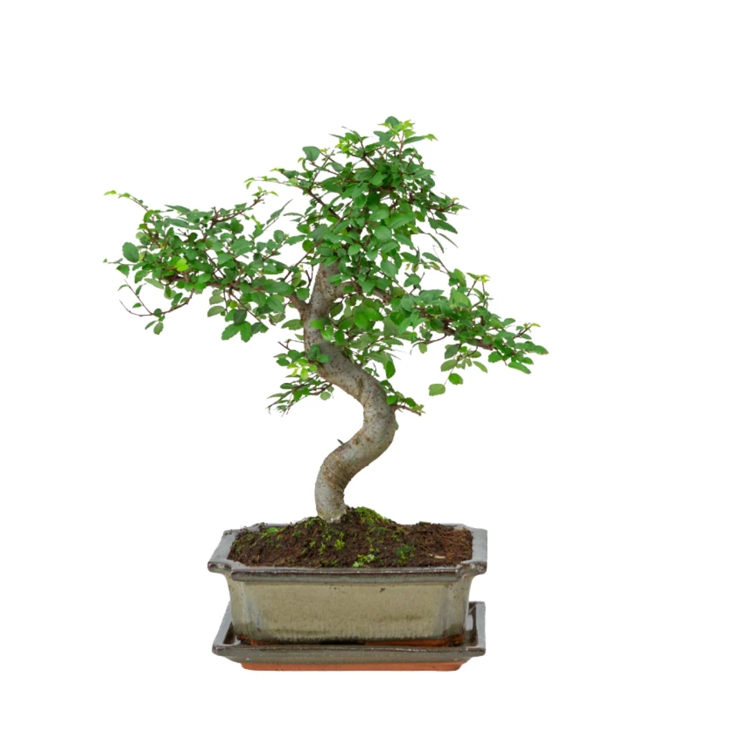 Miniatuur 1