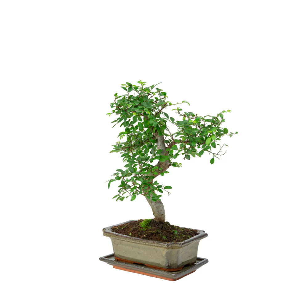 Zelkova Bonsai in groene pot 20cm, hoogte ~35cm - Image 3