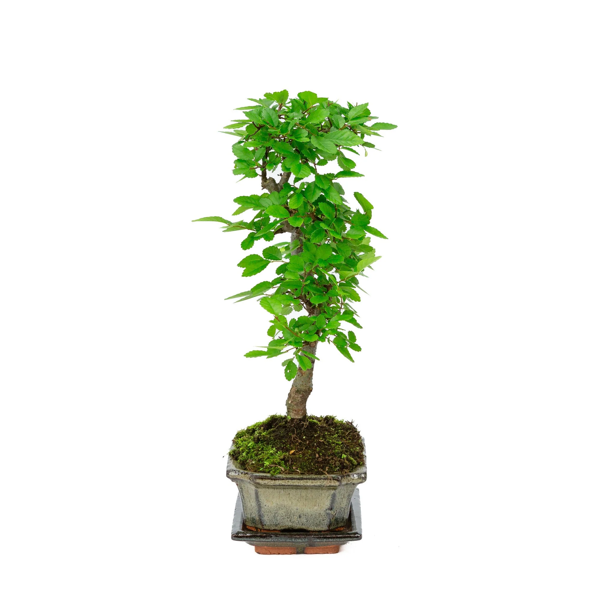 Miniatuur 2