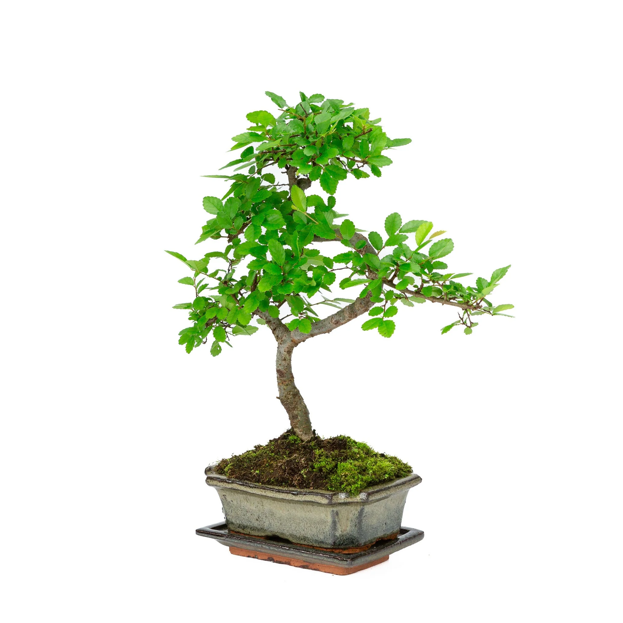 Zelkova Bonsai in groene pot 15cm, hoogte ~30cm - Image 3