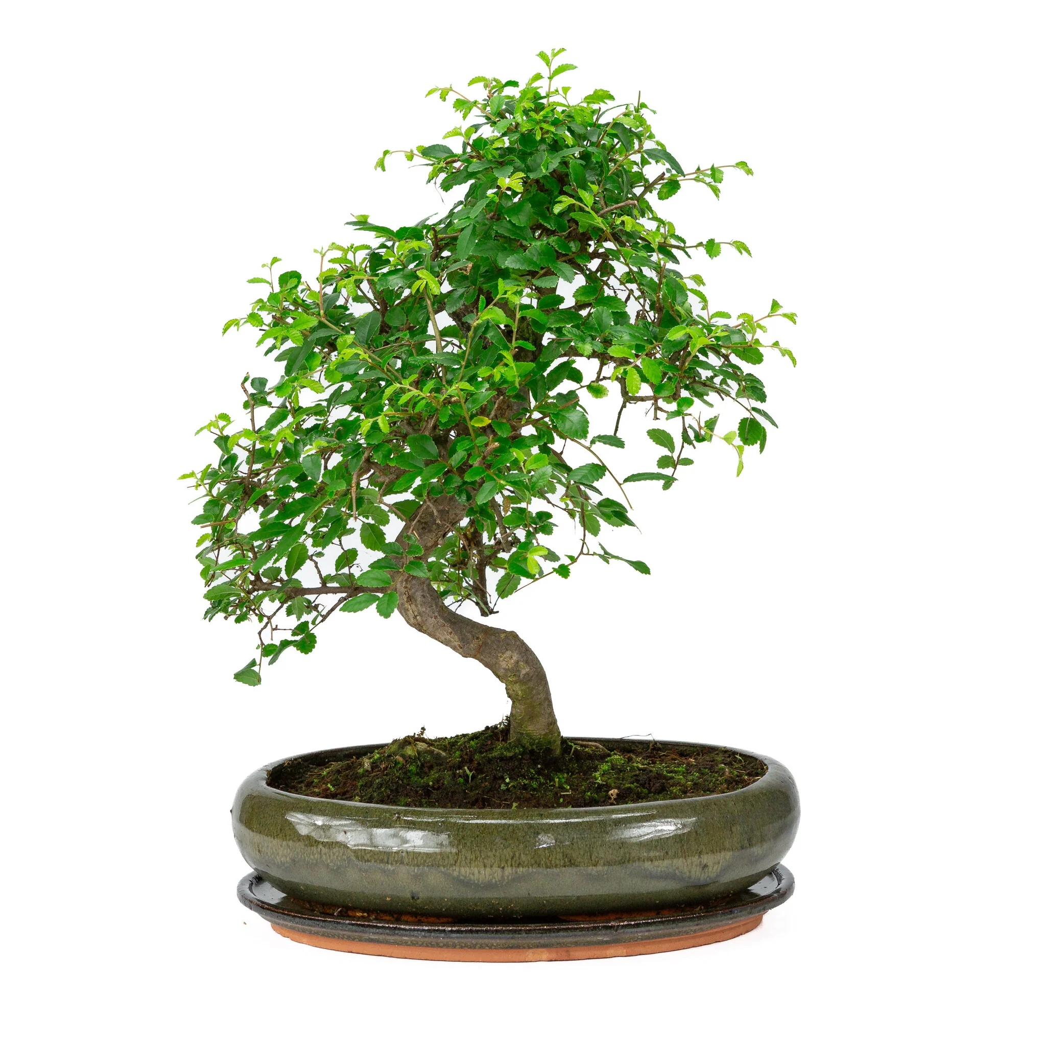 Zelkova Bonsai in groene ovale pot 29cm, hoogte ~40cm