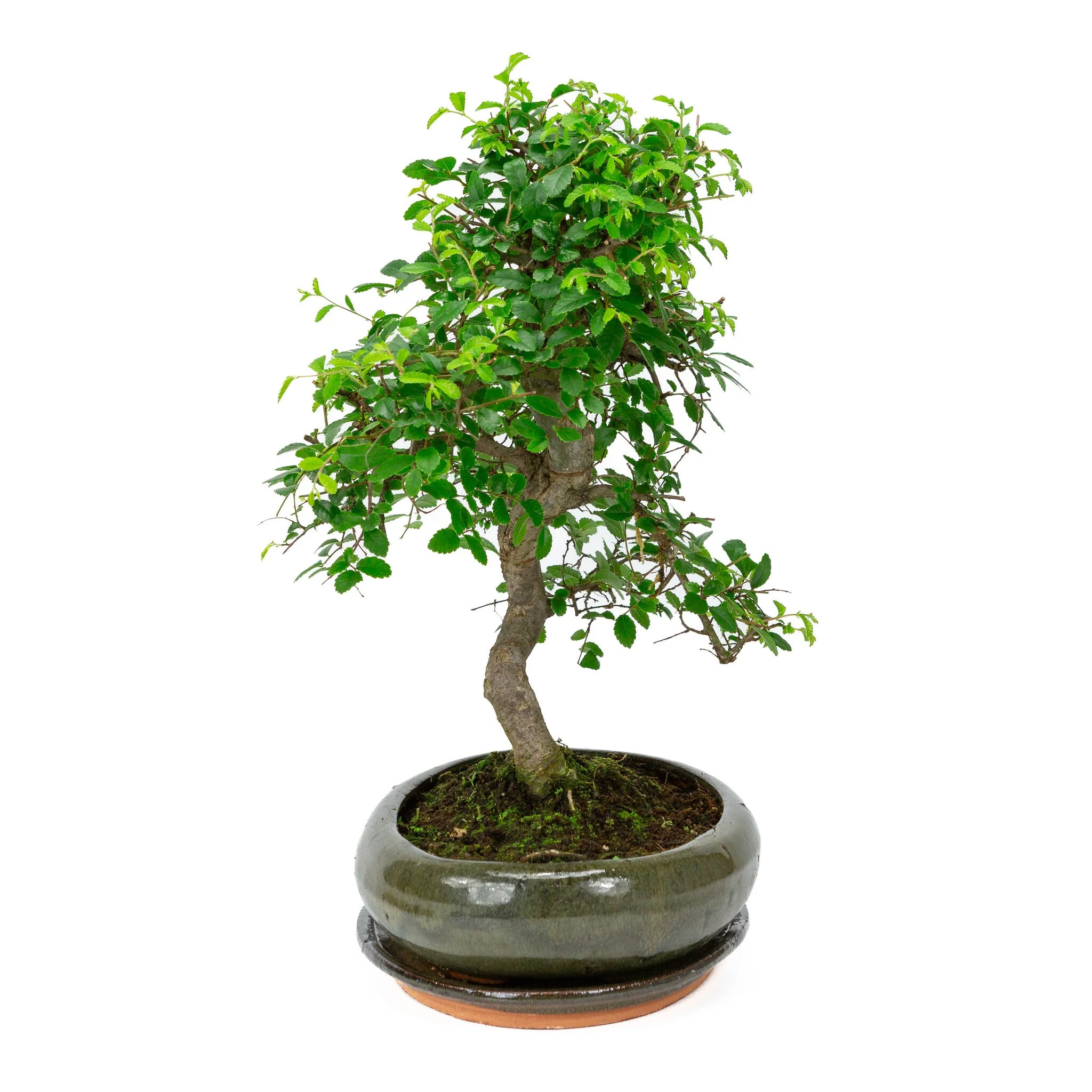Zelkova Bonsai in groene ovale pot 29cm, hoogte ~40cm - Image 2