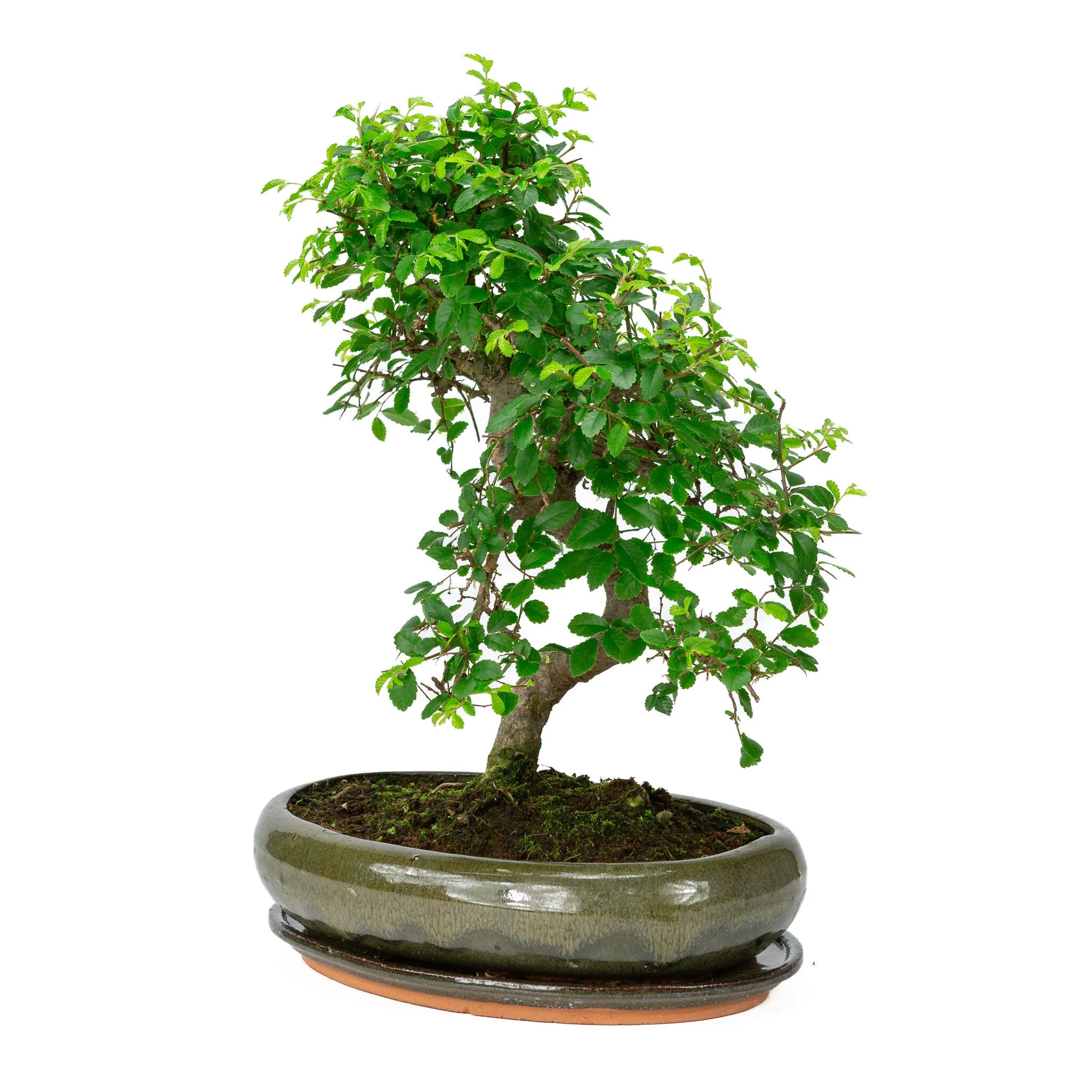Zelkova Bonsai in groene ovale pot 29cm, hoogte ~40cm - Image 3