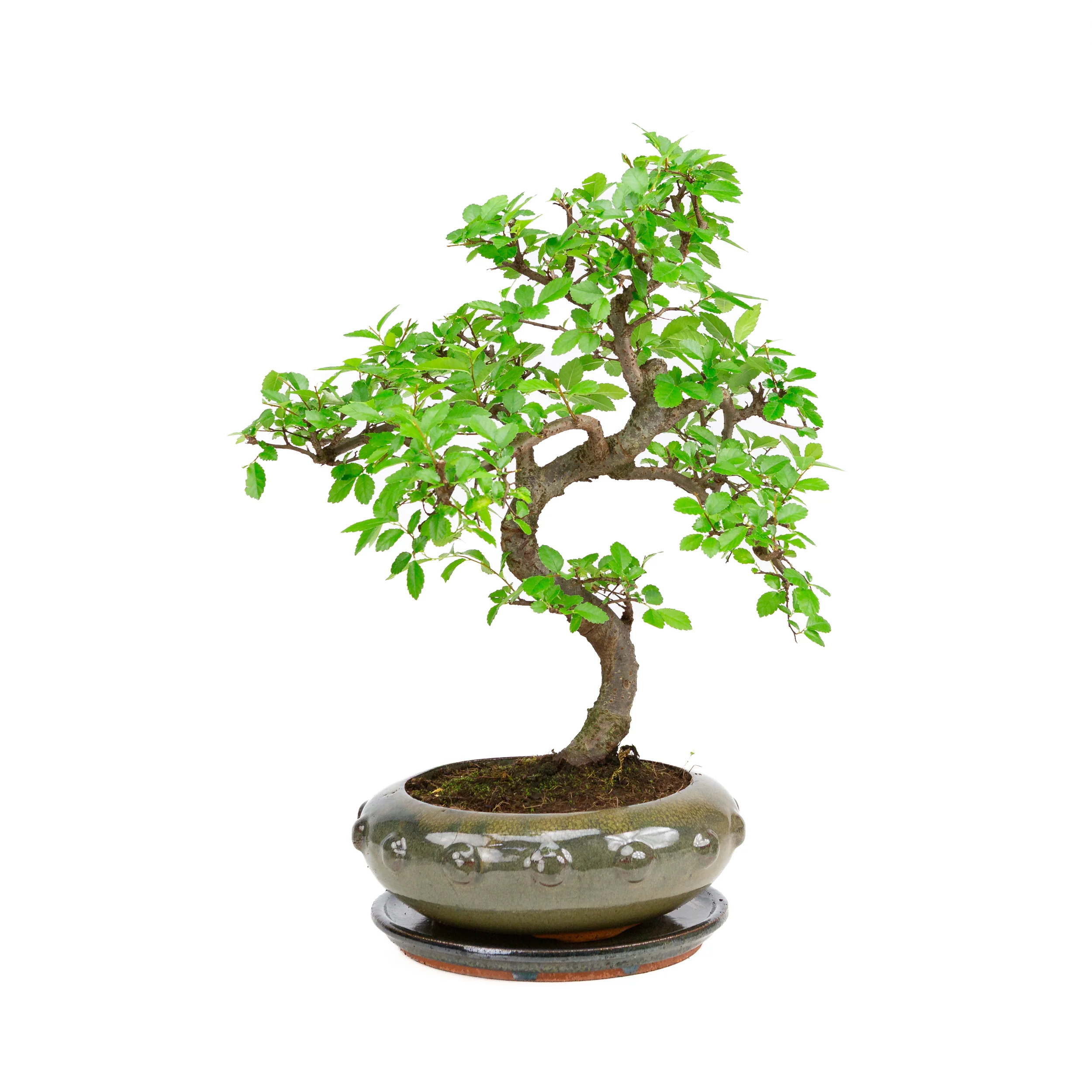 Miniatuur 1