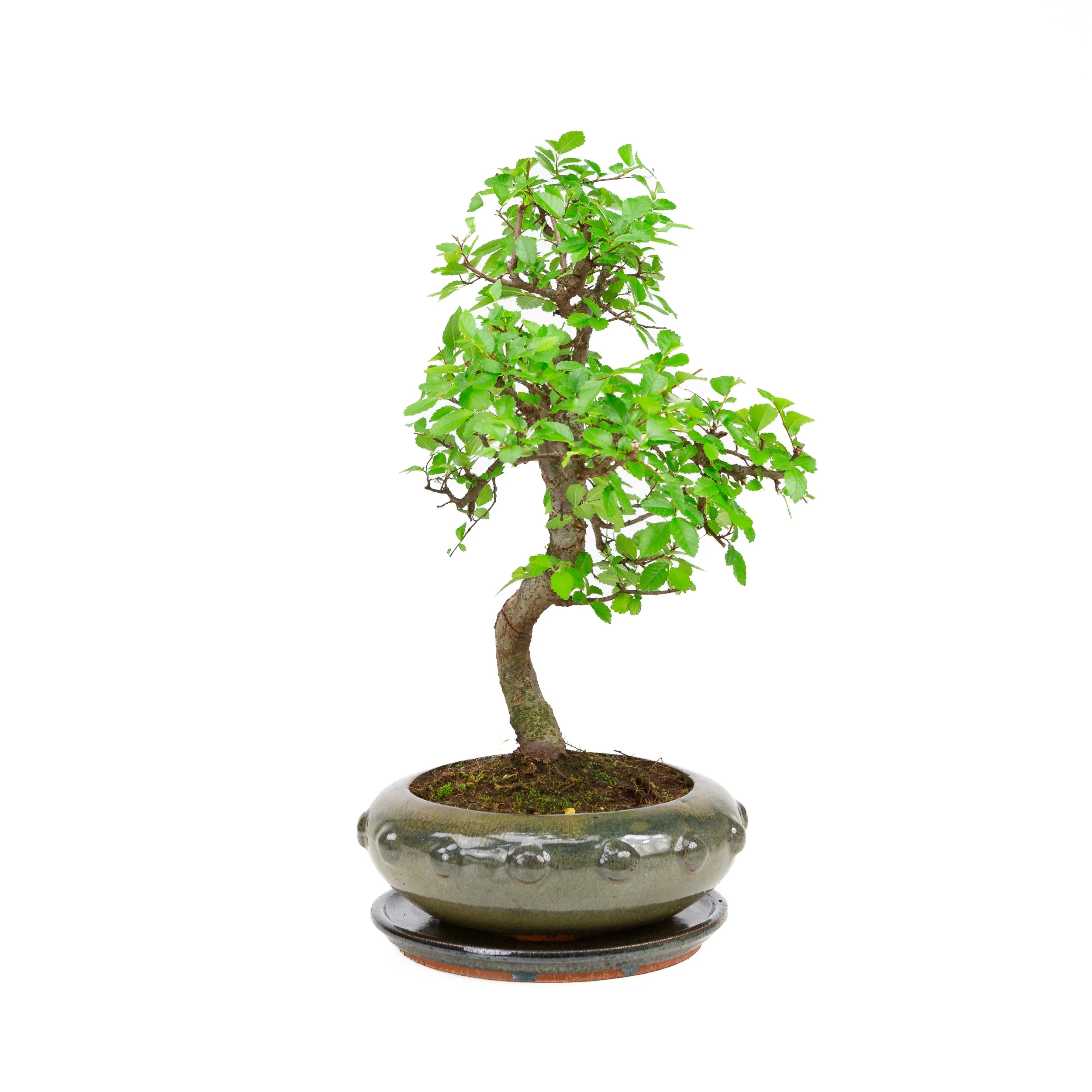 Zelkova Bonsai in groene ronde pot 21cm, hoogte ~40cm - Image 3
