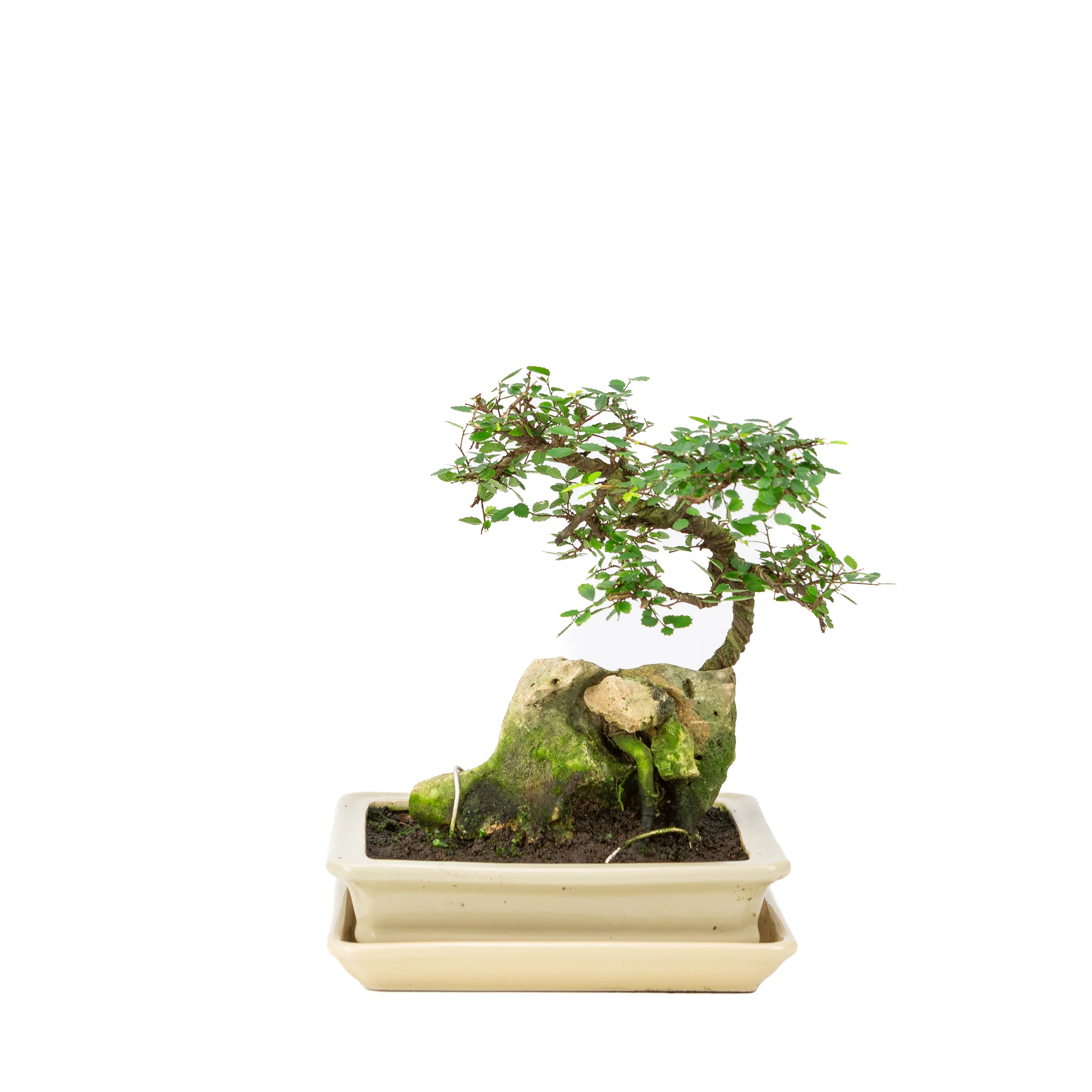 Miniatuur 1