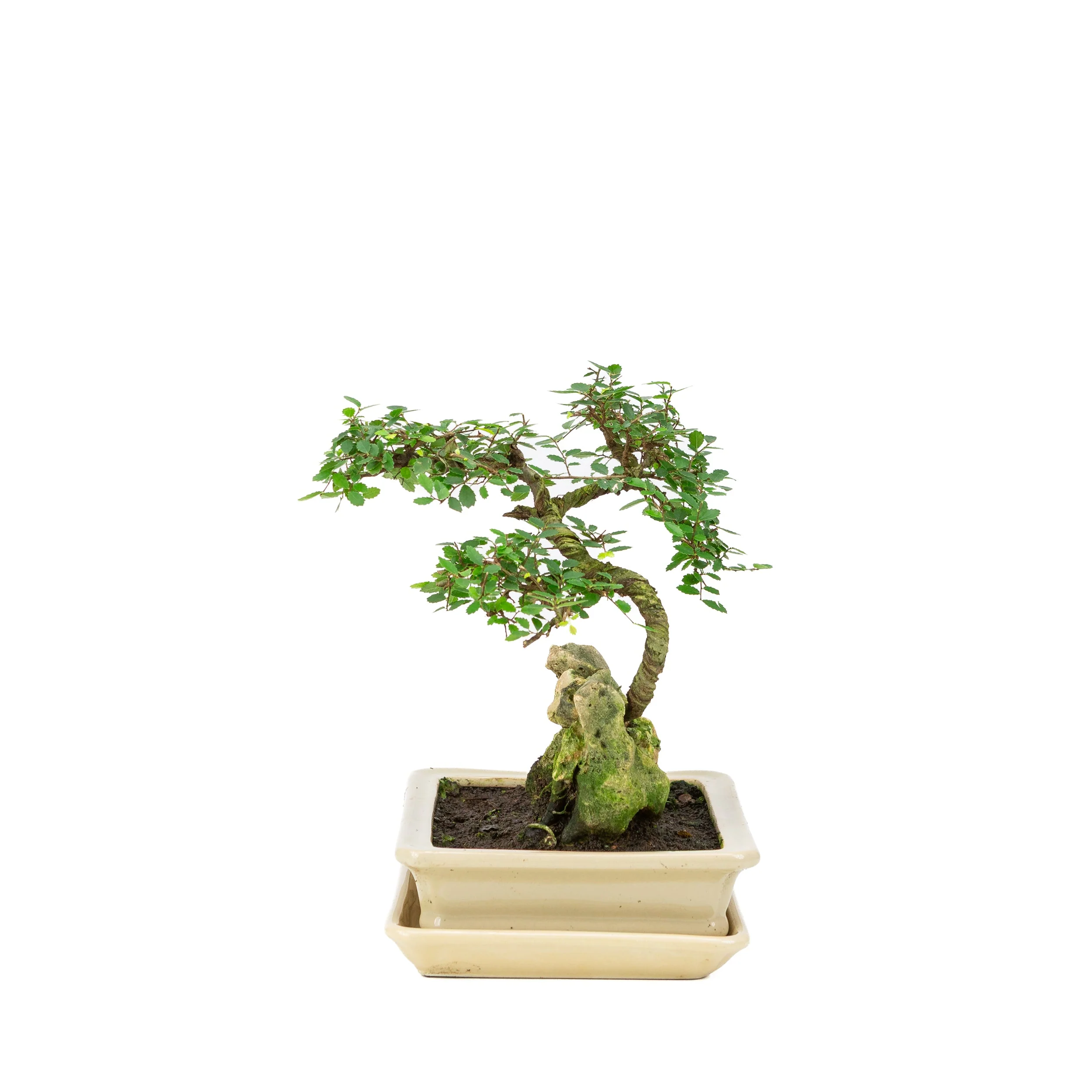 Miniatuur 2