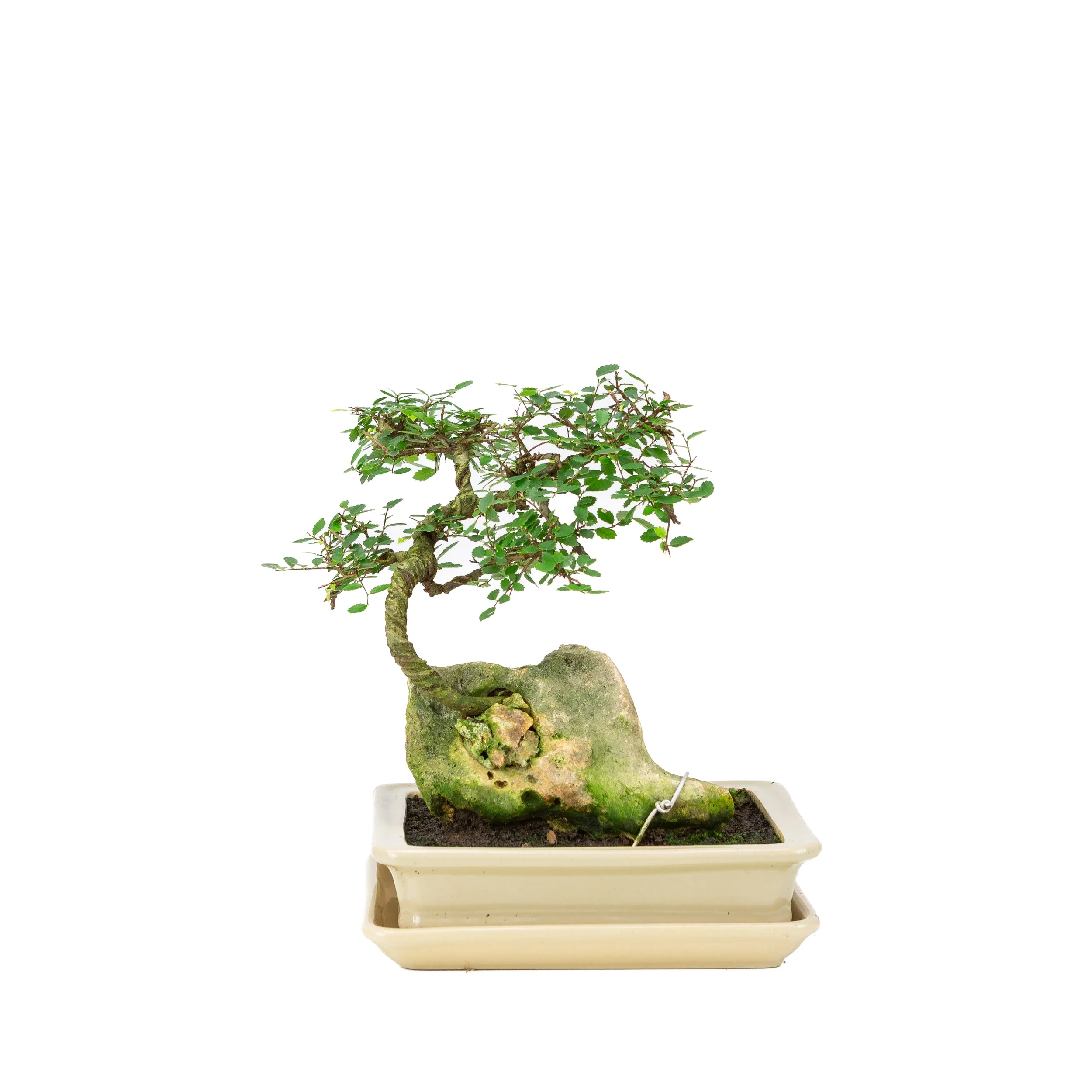 Zelkova Bonsai met steen in creme pot 21cm, hoogte ~26cm - Image 3